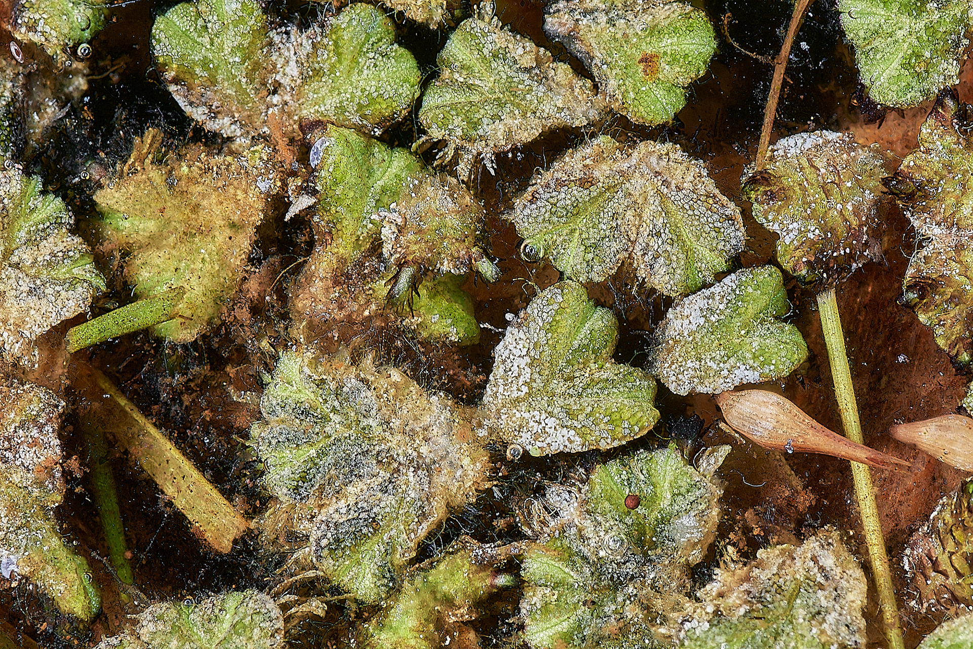 Fringed Heartwort (Ricciocarpos natans) Thompson Common