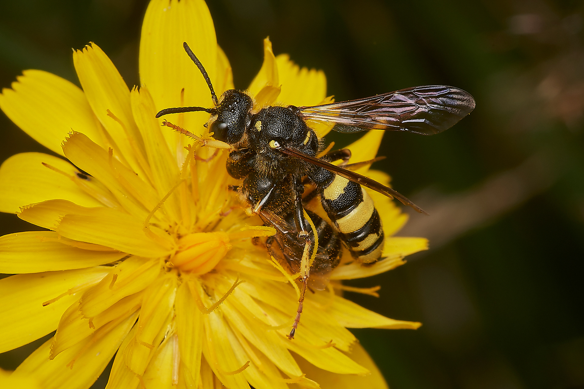 Ornate -tailed Digger Wasp (Cerceris rybyensis)