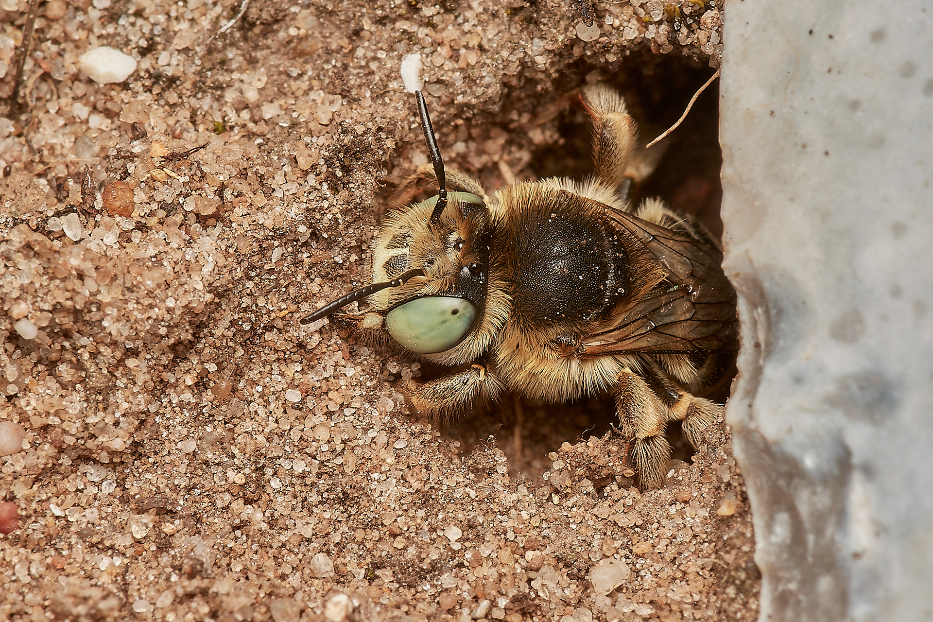 Green-eyed Flower Bee (Anthophora bimaculata) Santon Downham