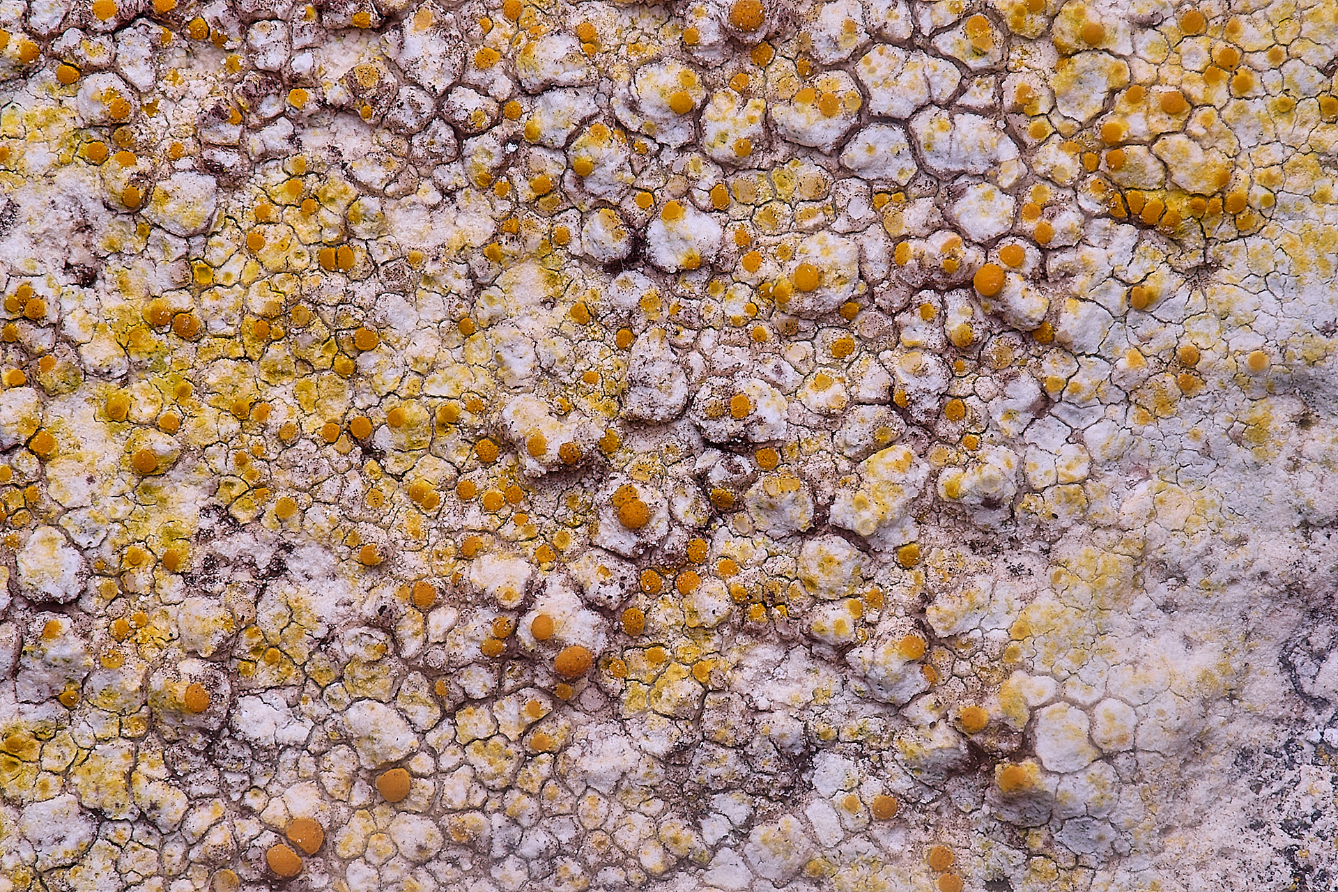 Caloplaca dalmatica