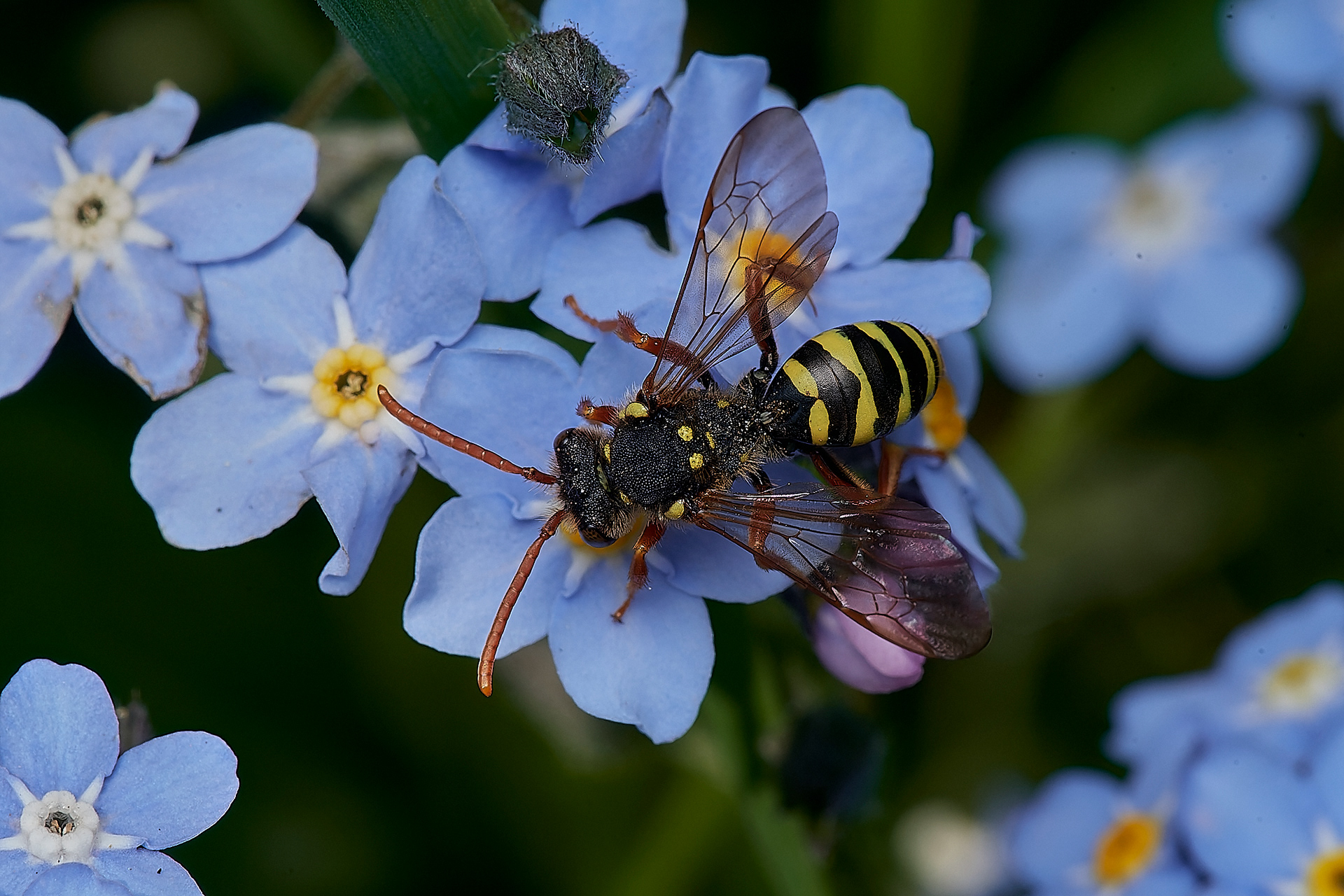 Gooden's Nomad Bee ♂︎?(Nomada goodeniana) Hanworth
