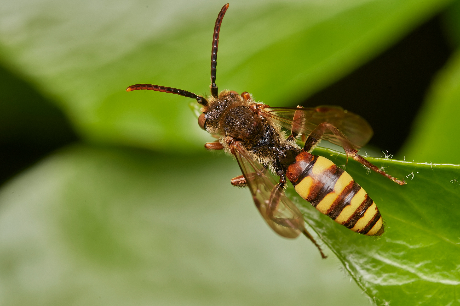 Panzwer's/Flavous Nomad Bee (Nomada Panzeri/Flava) Hanworth