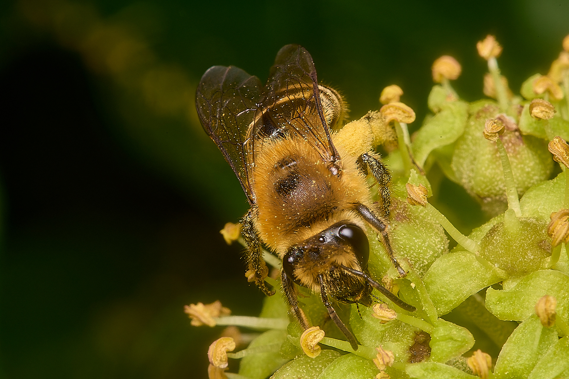 Ivy Bee (Colletes hederae)
