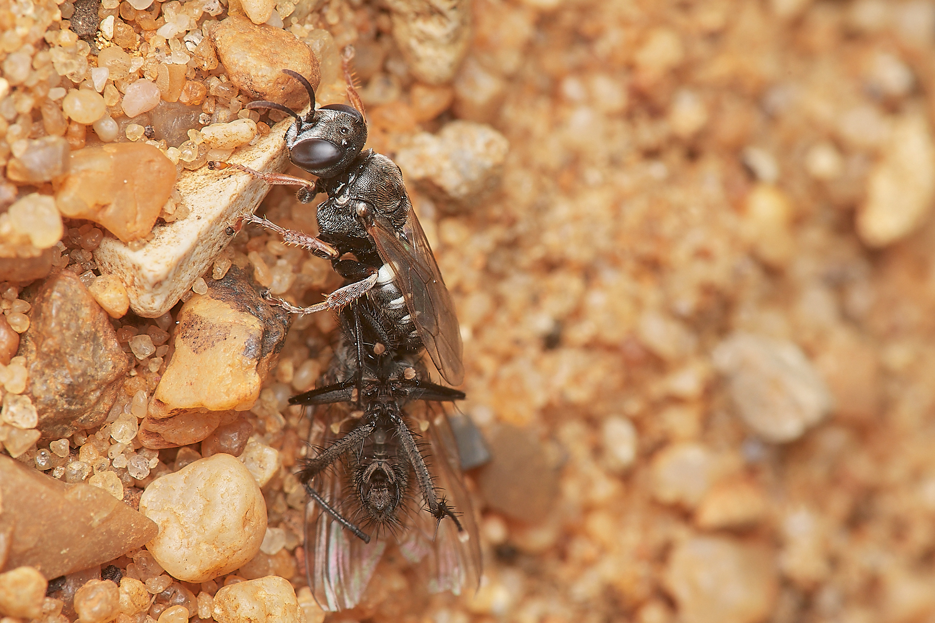 Digger Wasp (Oxybellus uniglumis) Broadland Country Park