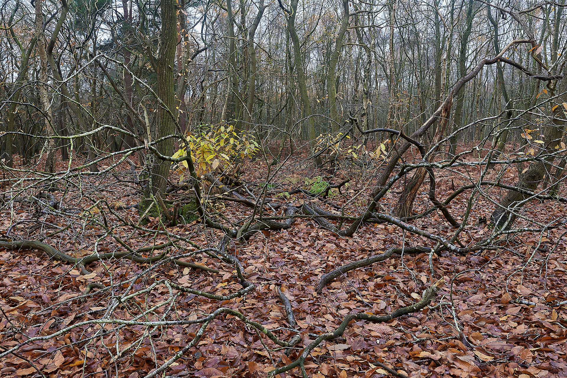 Broadland Country Park - Sweet Chestnut 11/19