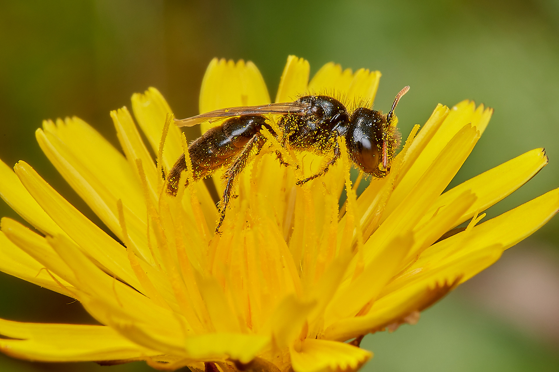 Small Shaggy Bee ♂︎ (Panurgus calcuratus) Santon Downham