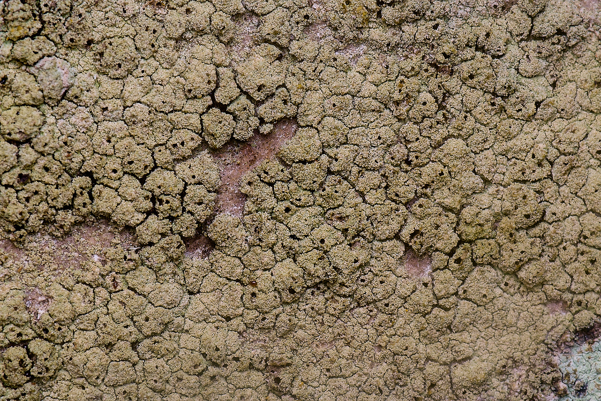Pyrrhospora quernea