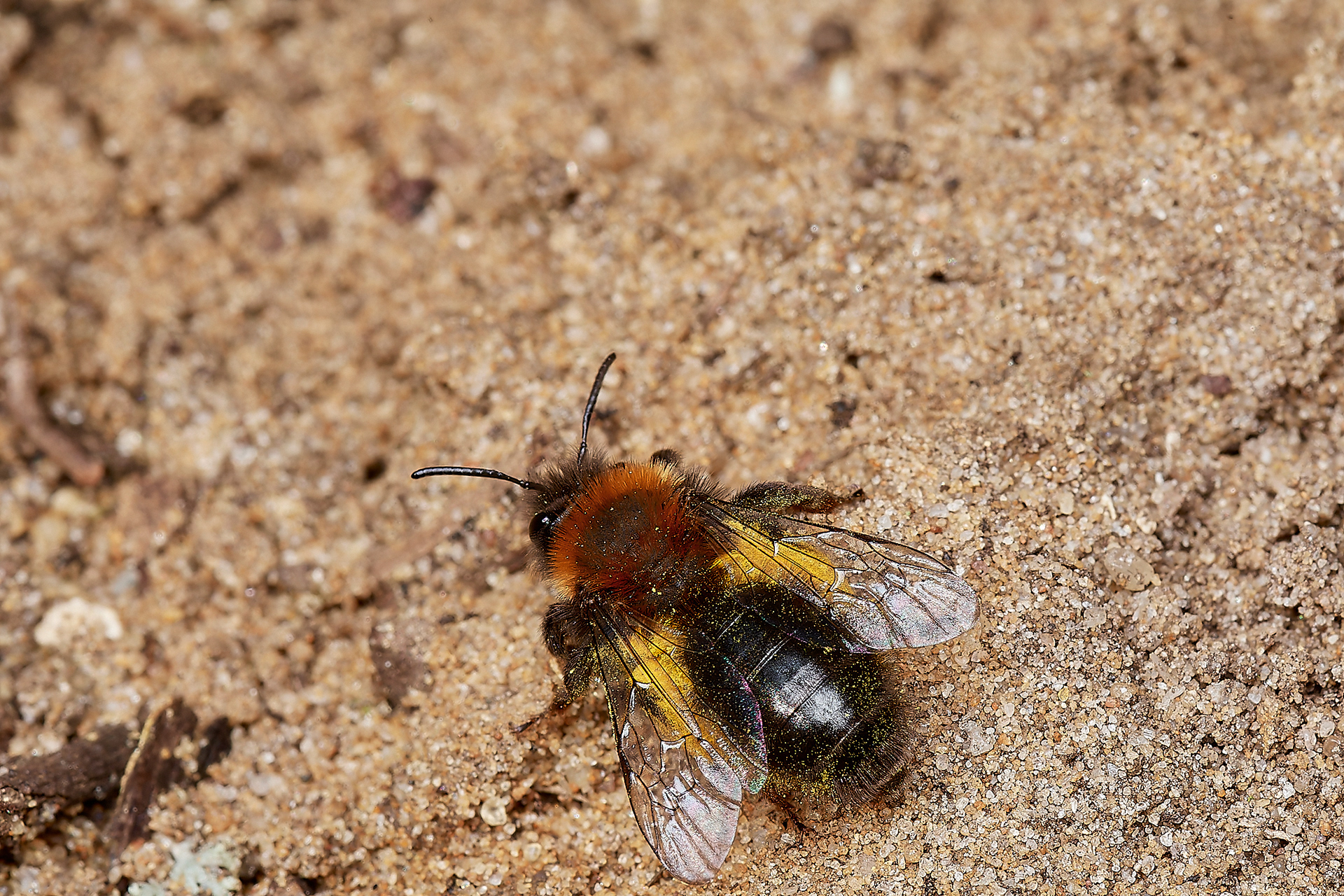 Clark's Mining Bee ♀︎(Andren clarkella) Strumpshaw 03/23
