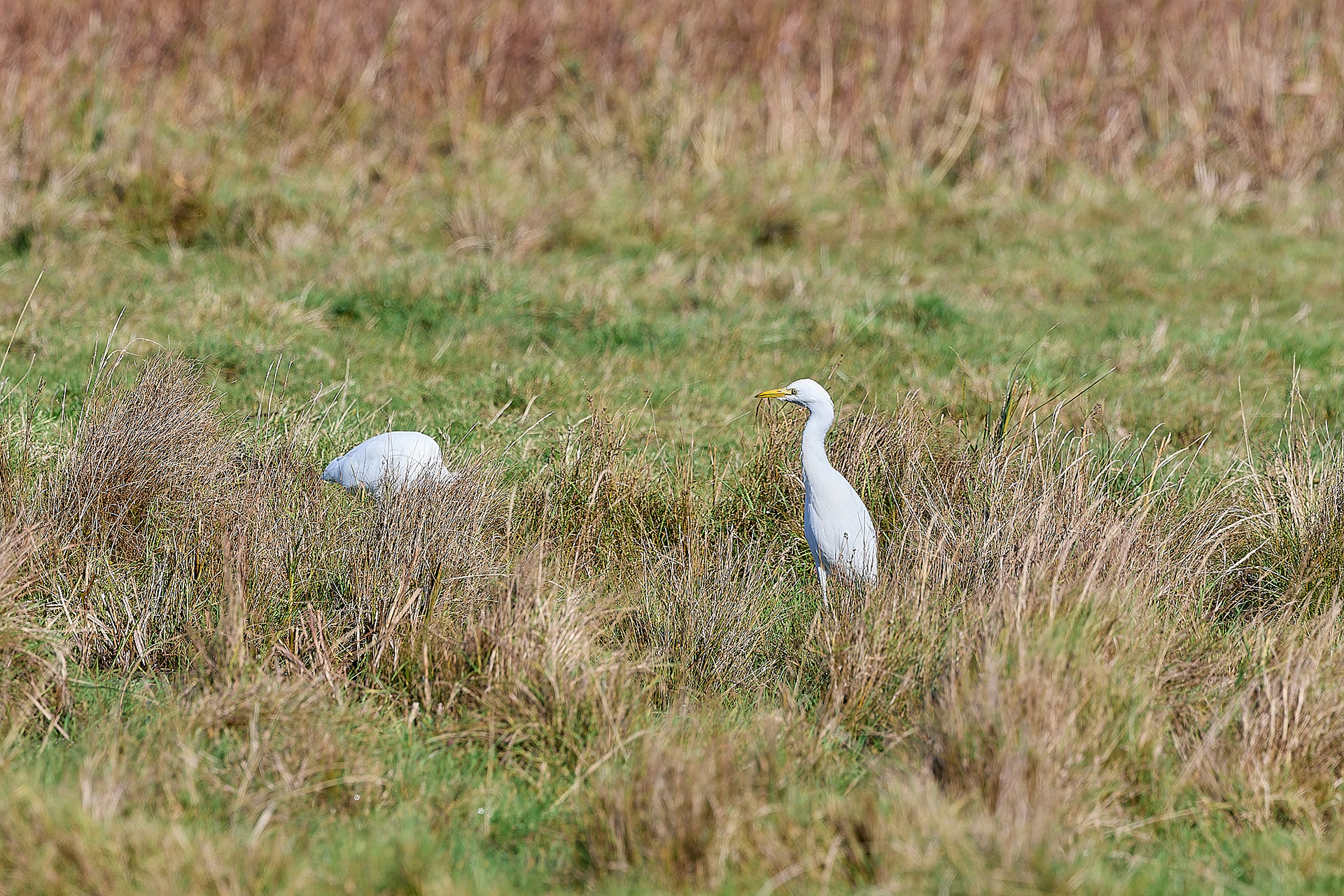 Cattle Egret (Bubulcus ibis)