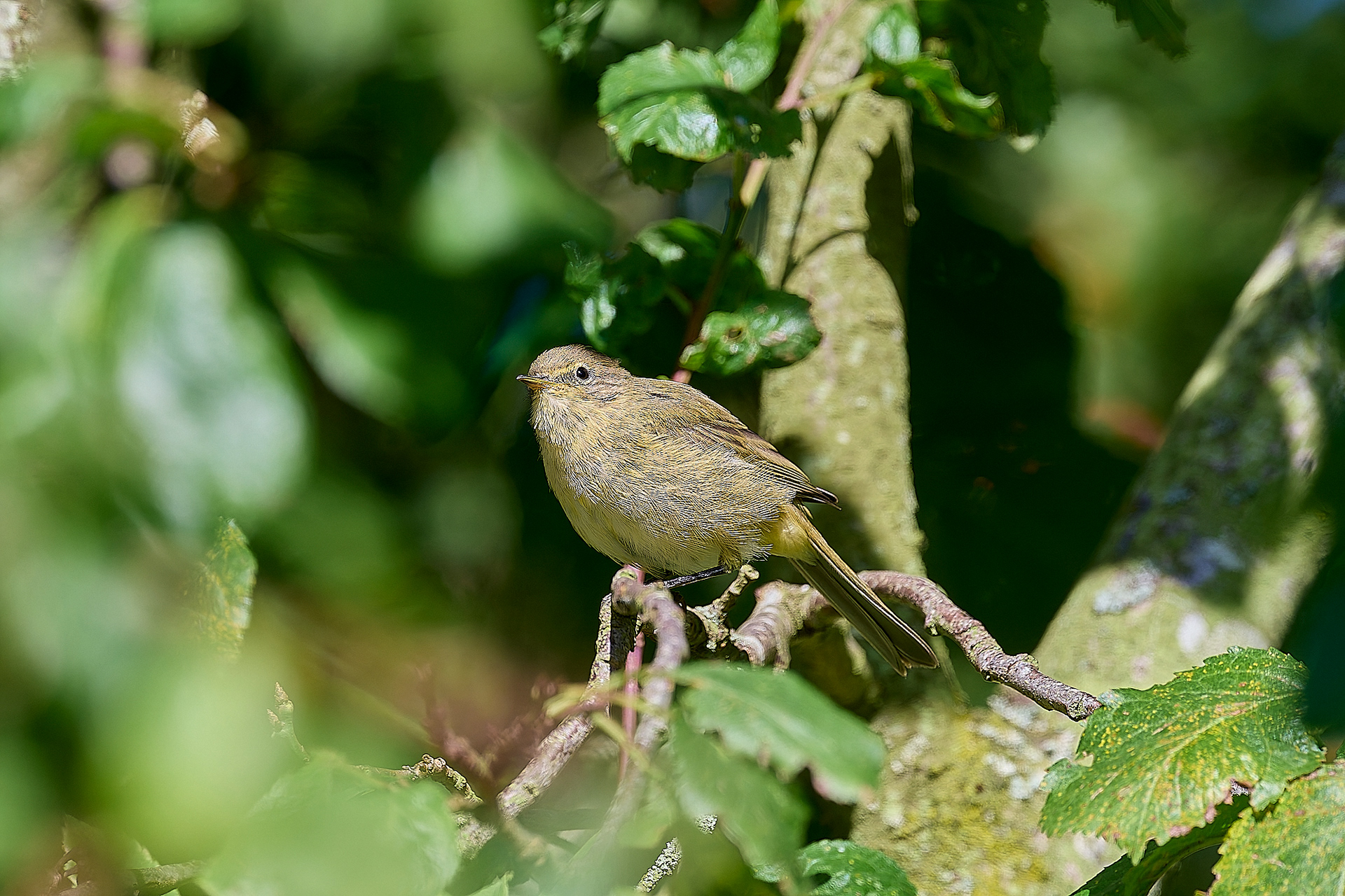 Chiffchaff (Phylloscopus collybita)