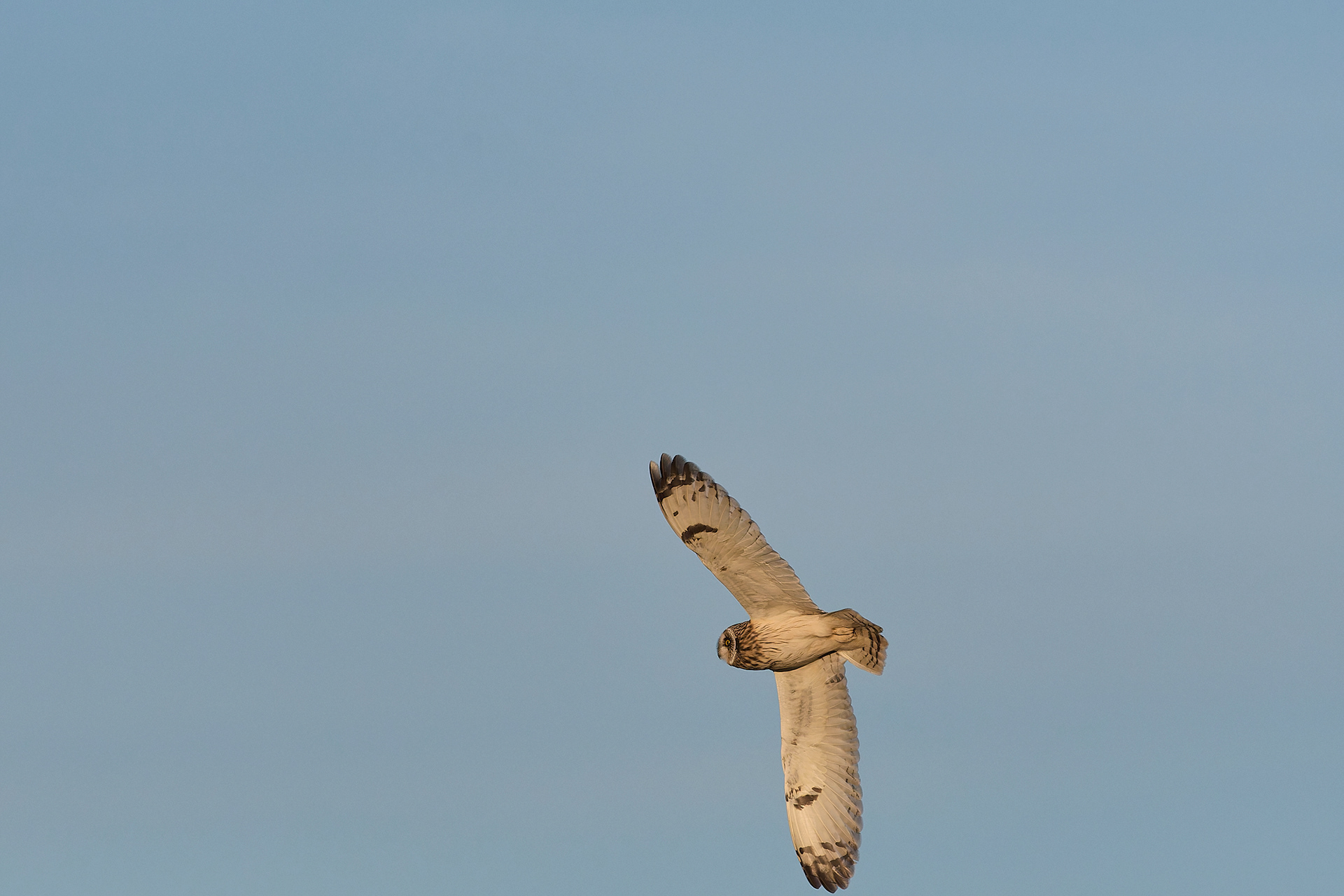 Short-eared Owl