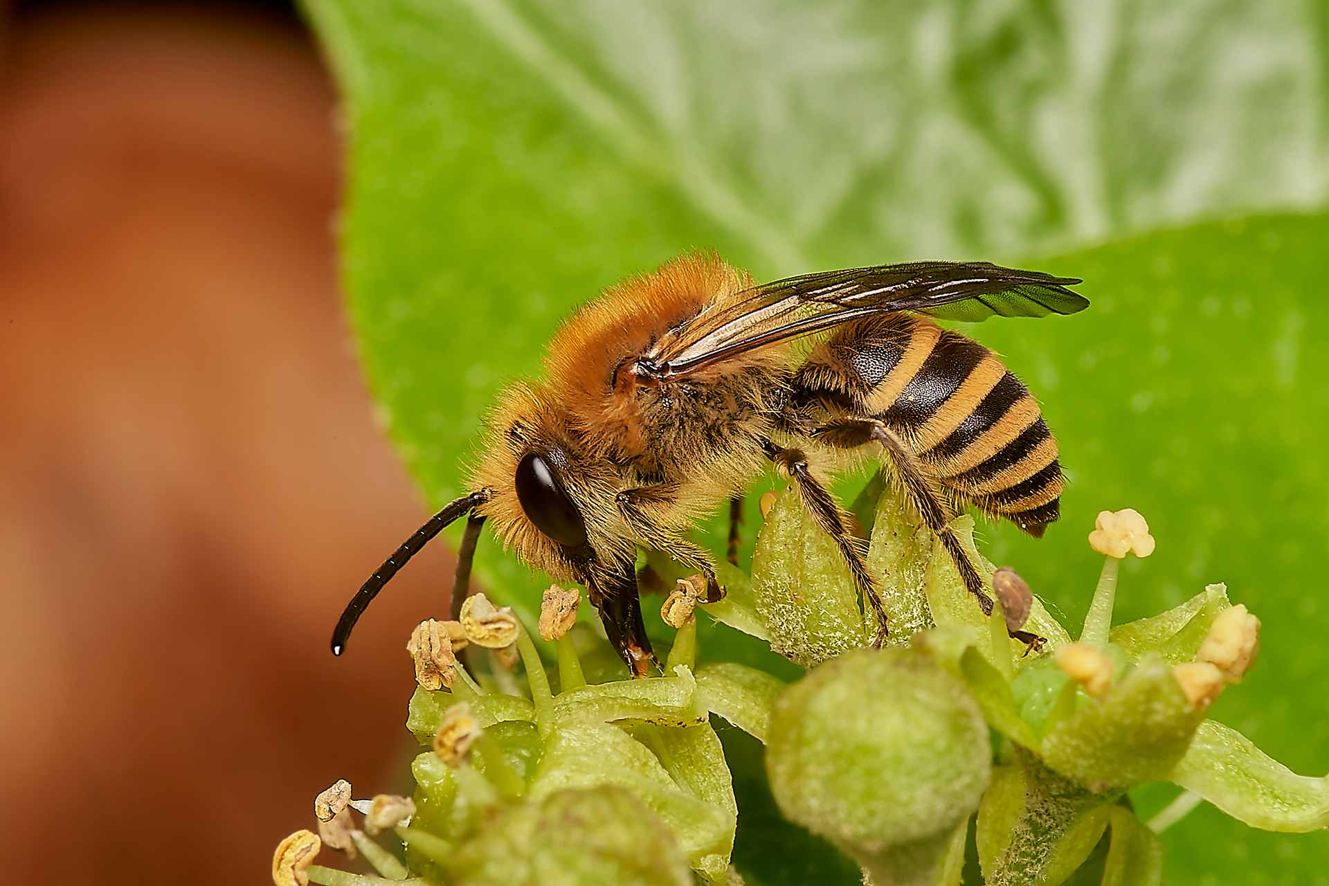Ivy Bee (Colletes hederae) Aylsham