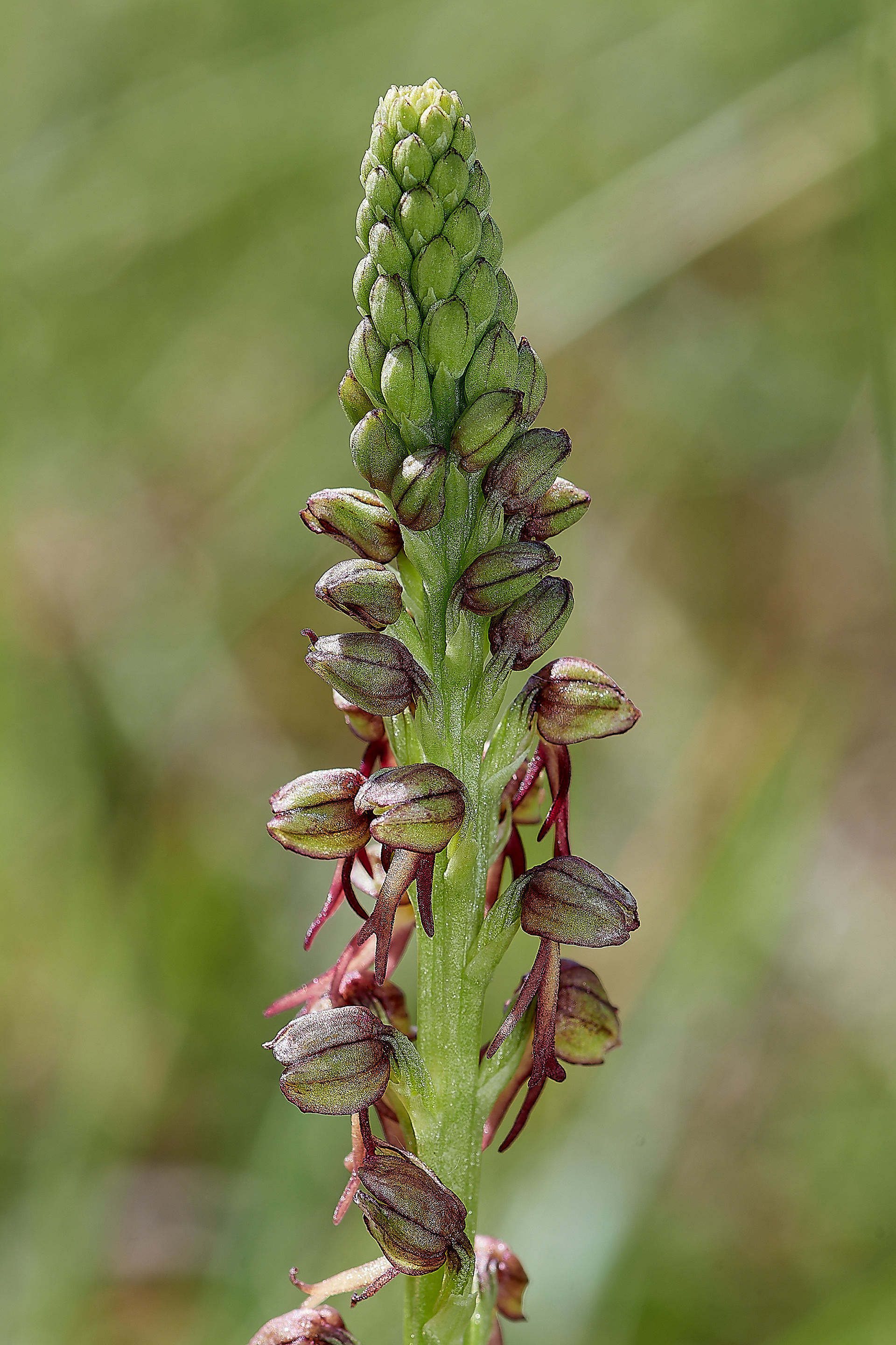 Man Orchid (Orchis anthropophora) Holme
