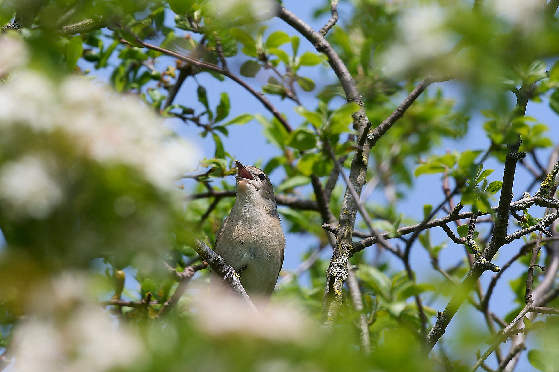 Alderford Common Garden Warbler (Sylvia borin) 05/24