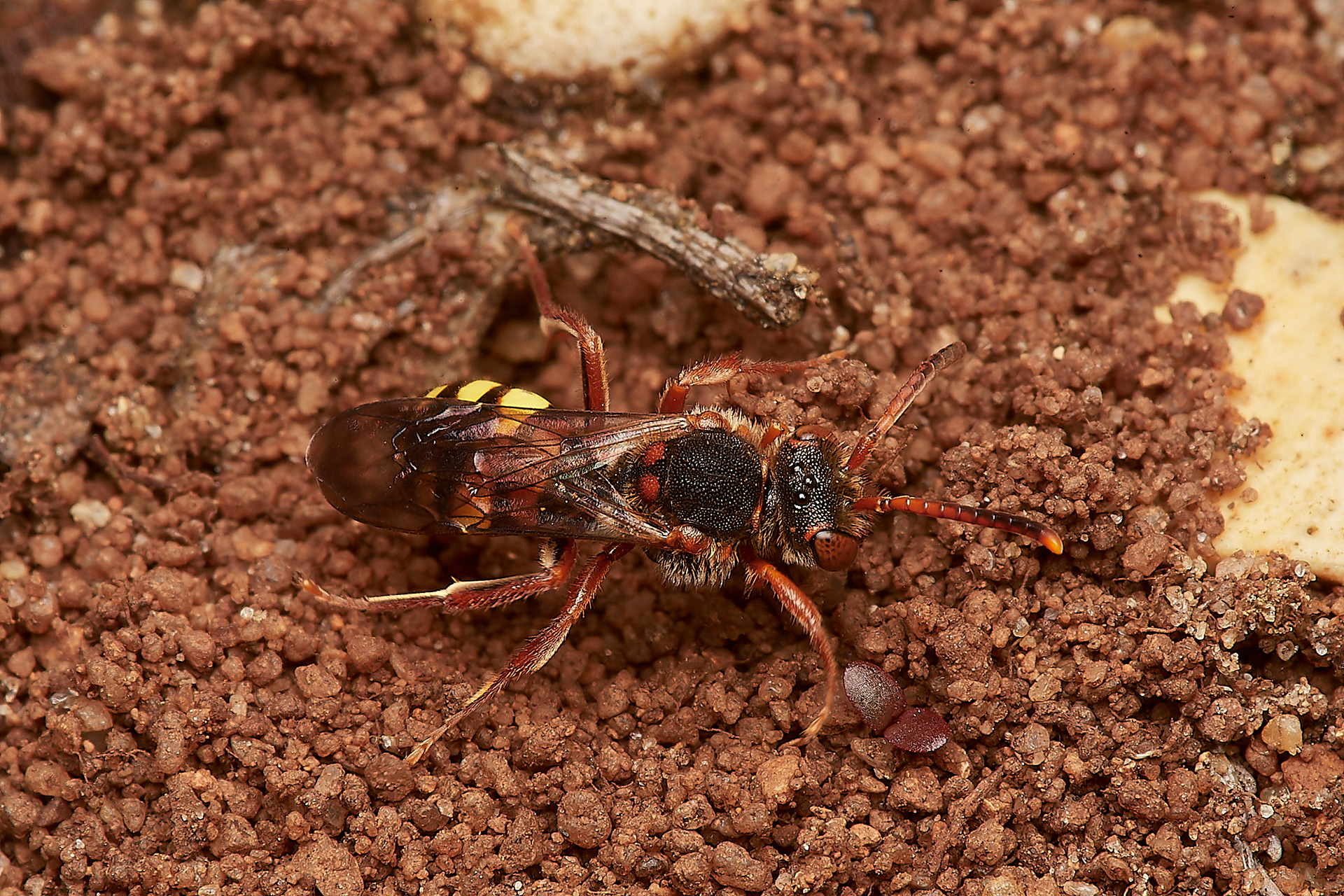 Early Nomad (Nomada leucopthalma) Kelling Heath