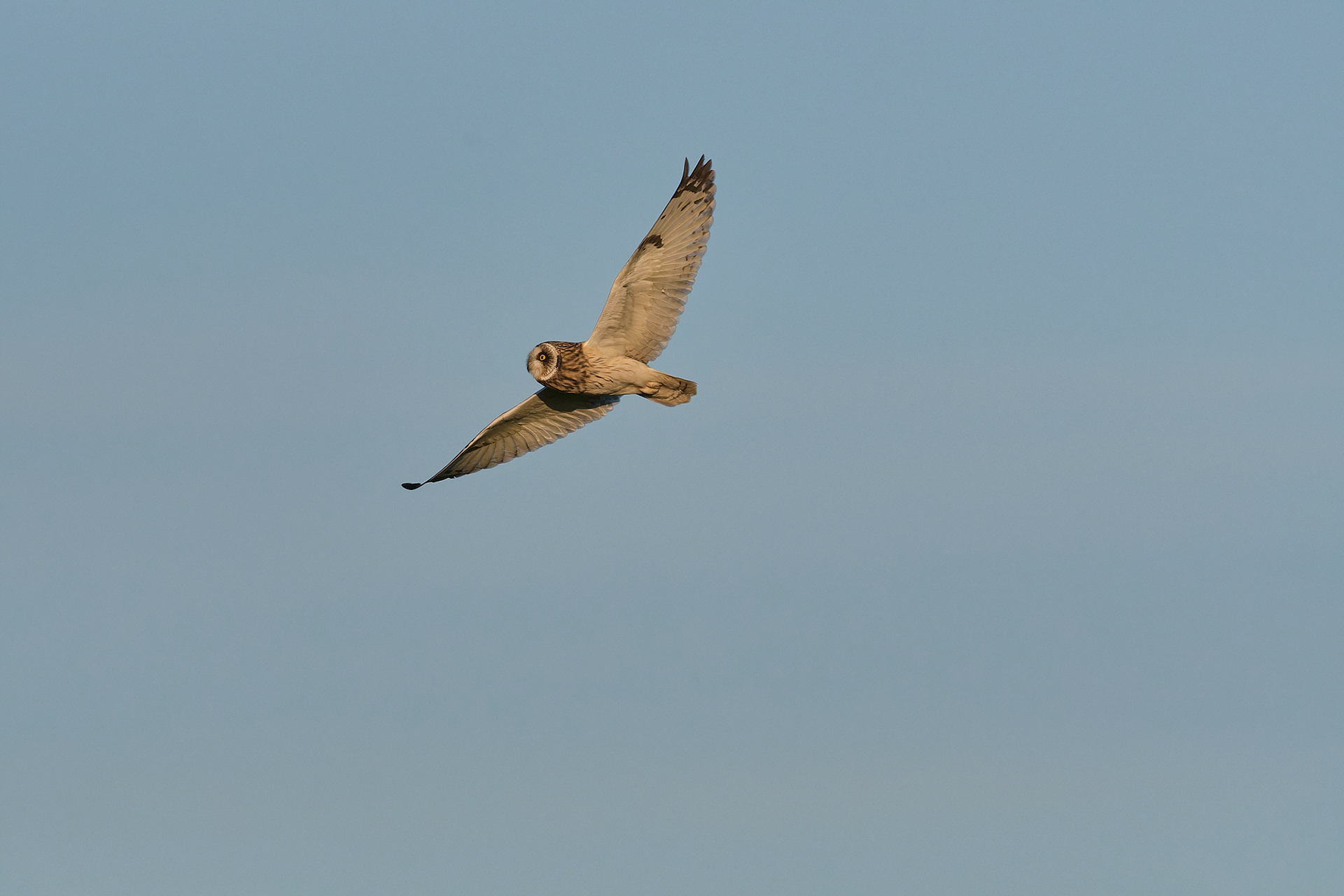 Short-eared Owl
