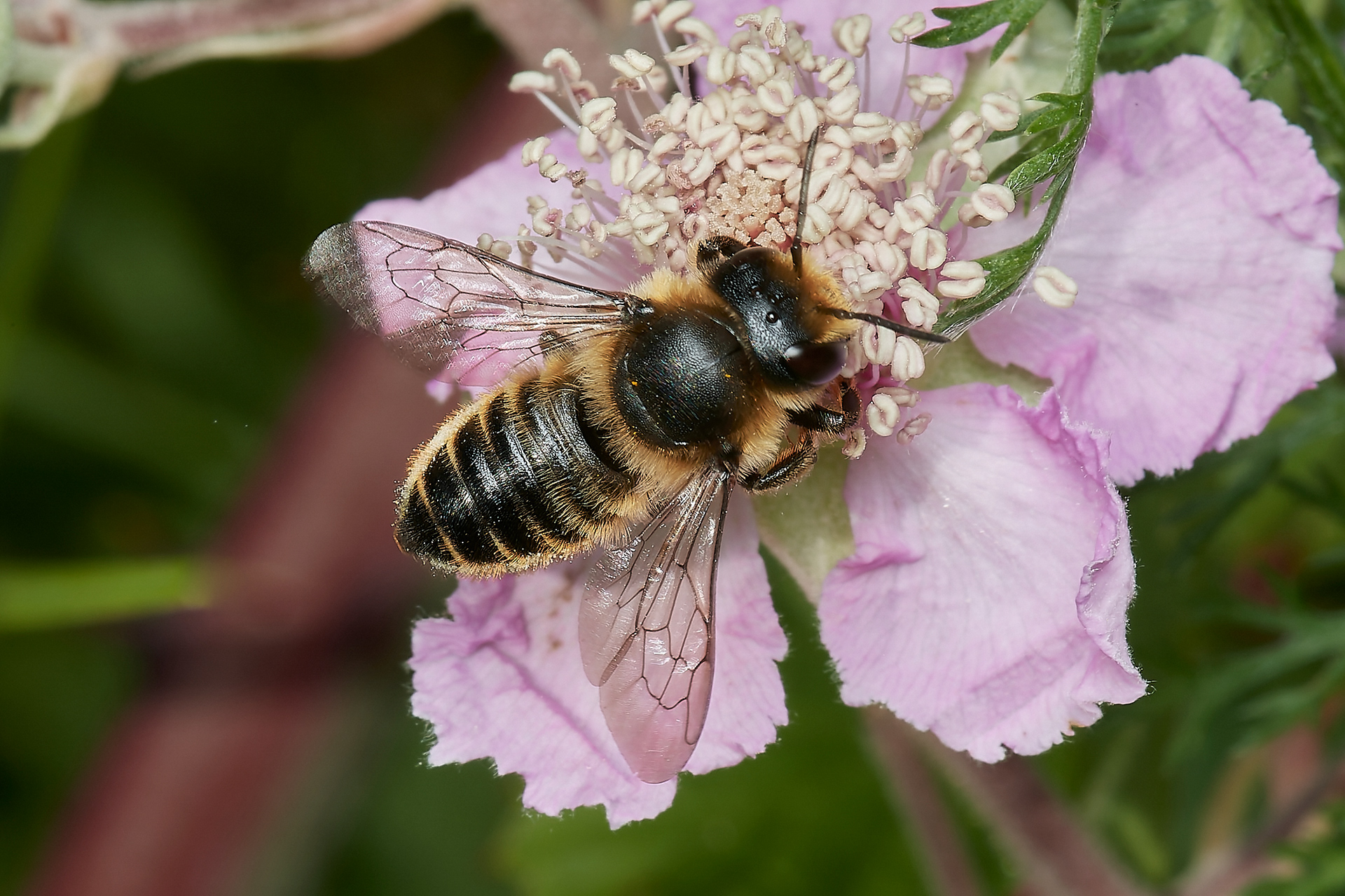 Willughby's Leafcutter Bee (Megachile willughbiella) Hanworth