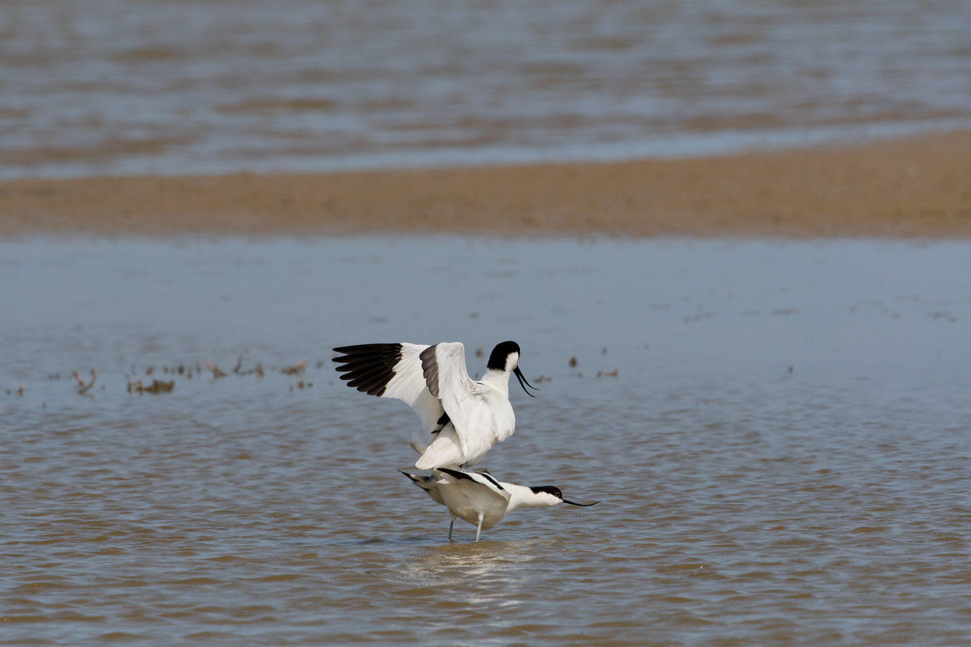 Avocet (Recurvirostra avosetta)