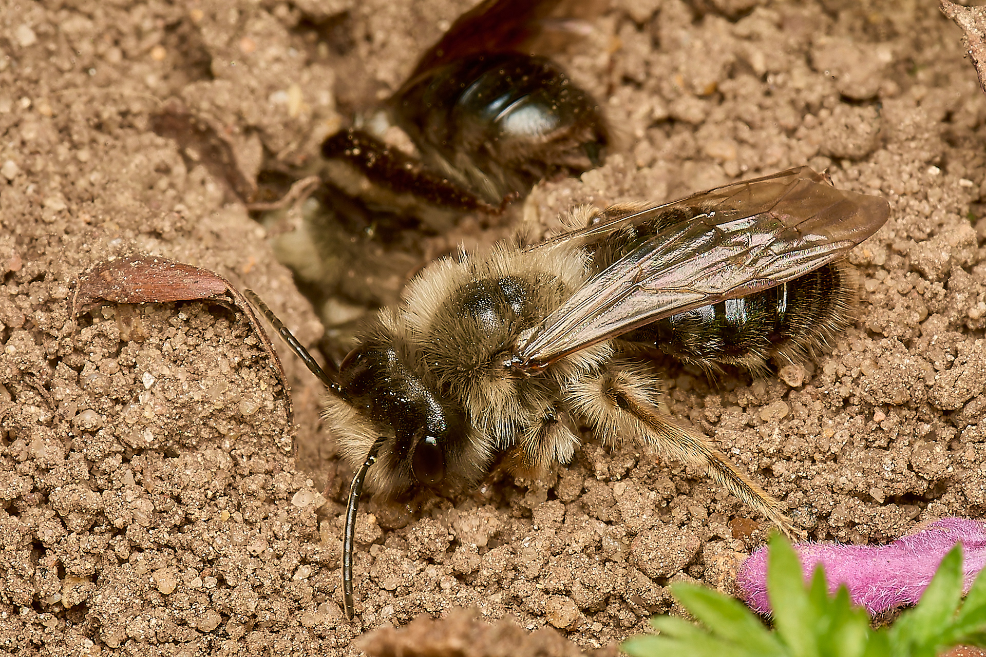 Grey - backed Mining Bee (Andrena vega) Norwich