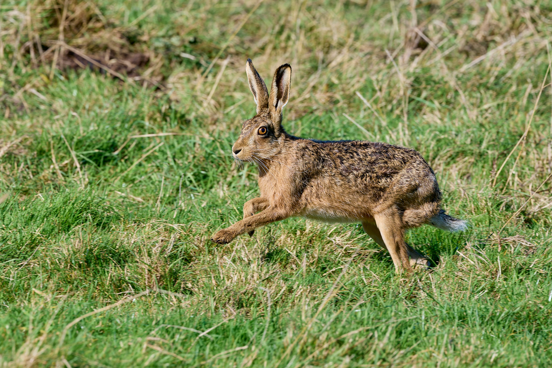 Brown Hare (Lepus europaeus)