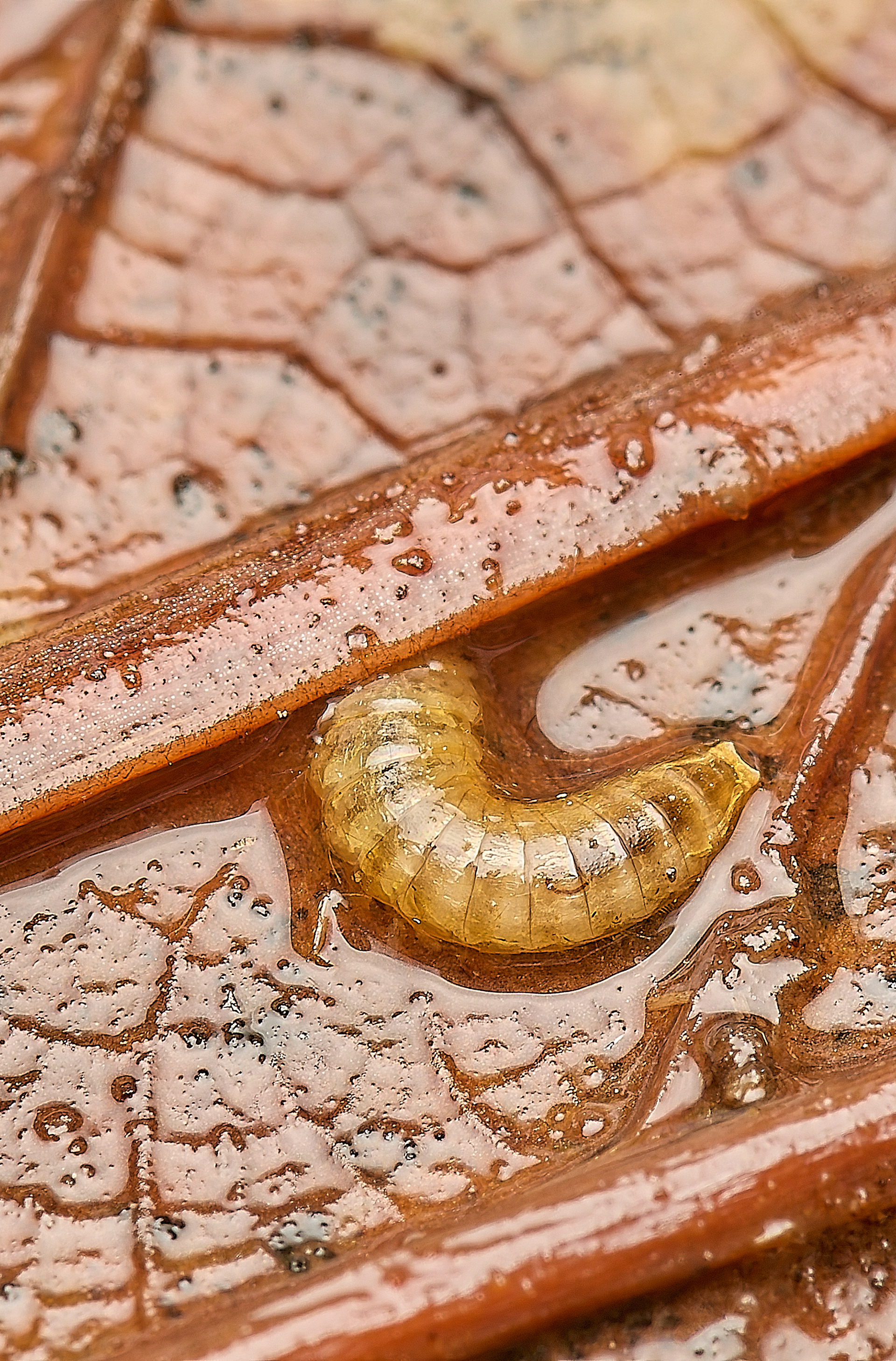 Prionocyphon serricornis Larva