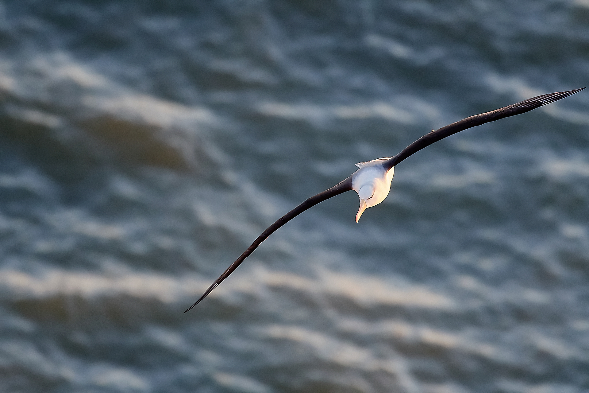 Black-browed Albatross (Thalassarche melanophris)