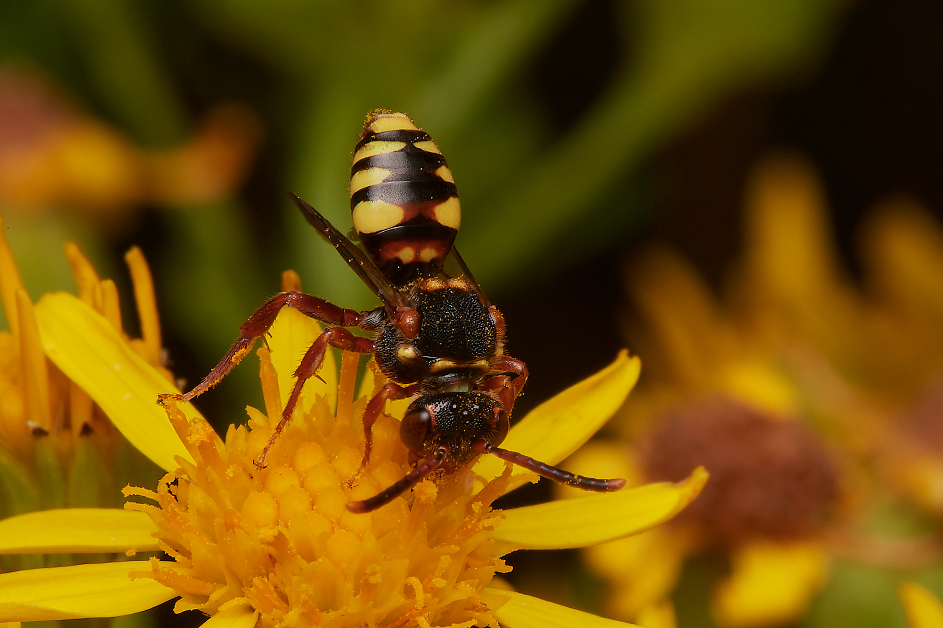 Variable Nomad Bee ♀︎(Nomada zonata) Santon Downham