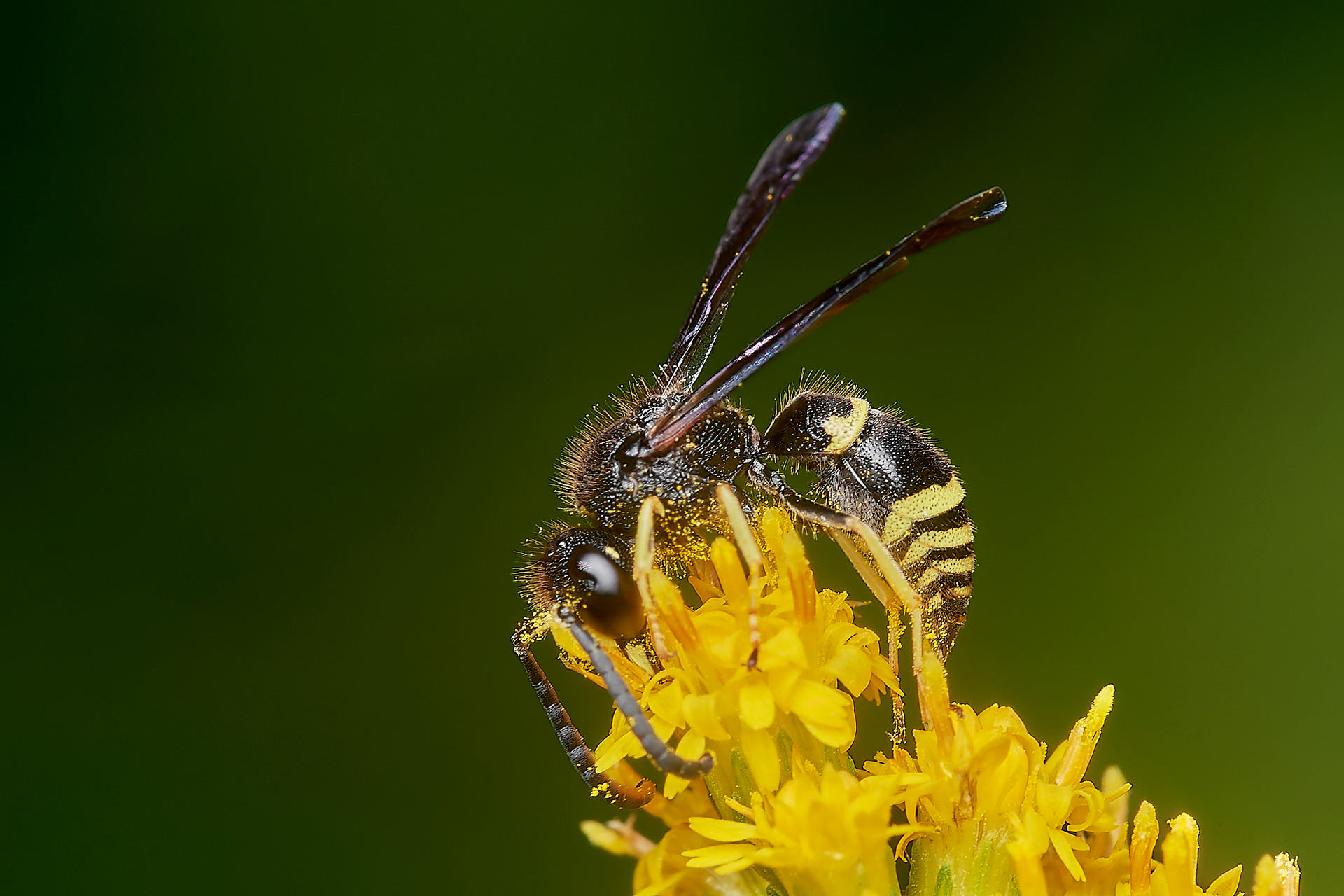 Ancistrocerus Sp? Hanworth