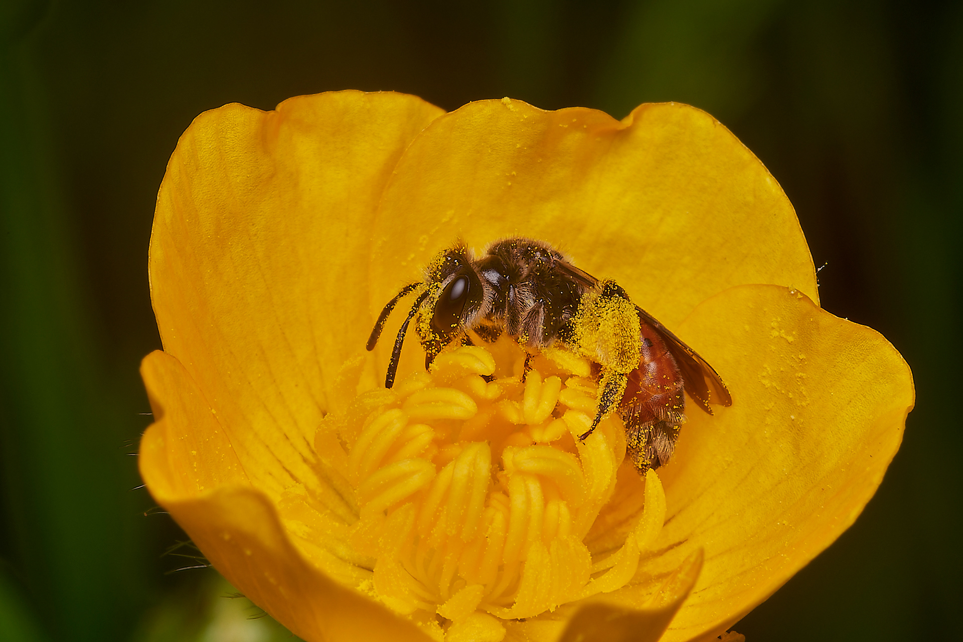 Red-girdled Mining Bee ♀︎(Andrena labiata)