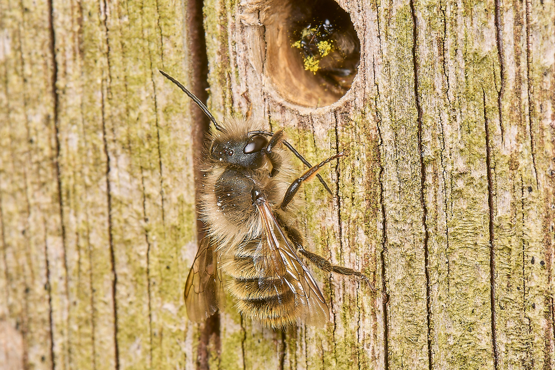 Red Mason Bee (Osmia bicornis) ♂︎