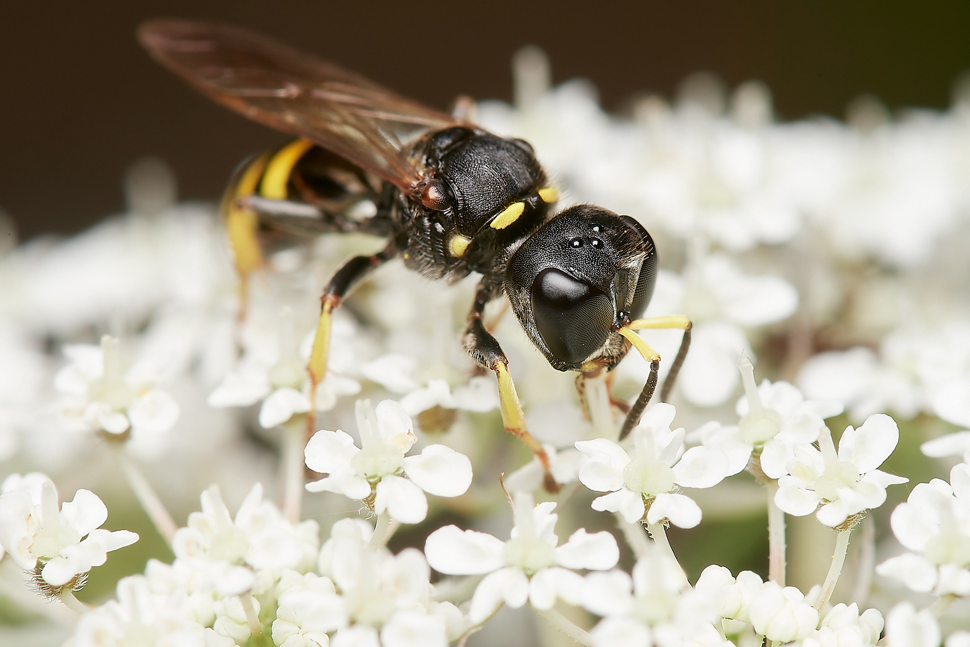 Hogweed Fly Fox (Ectemnius lituratus) Alderford Common