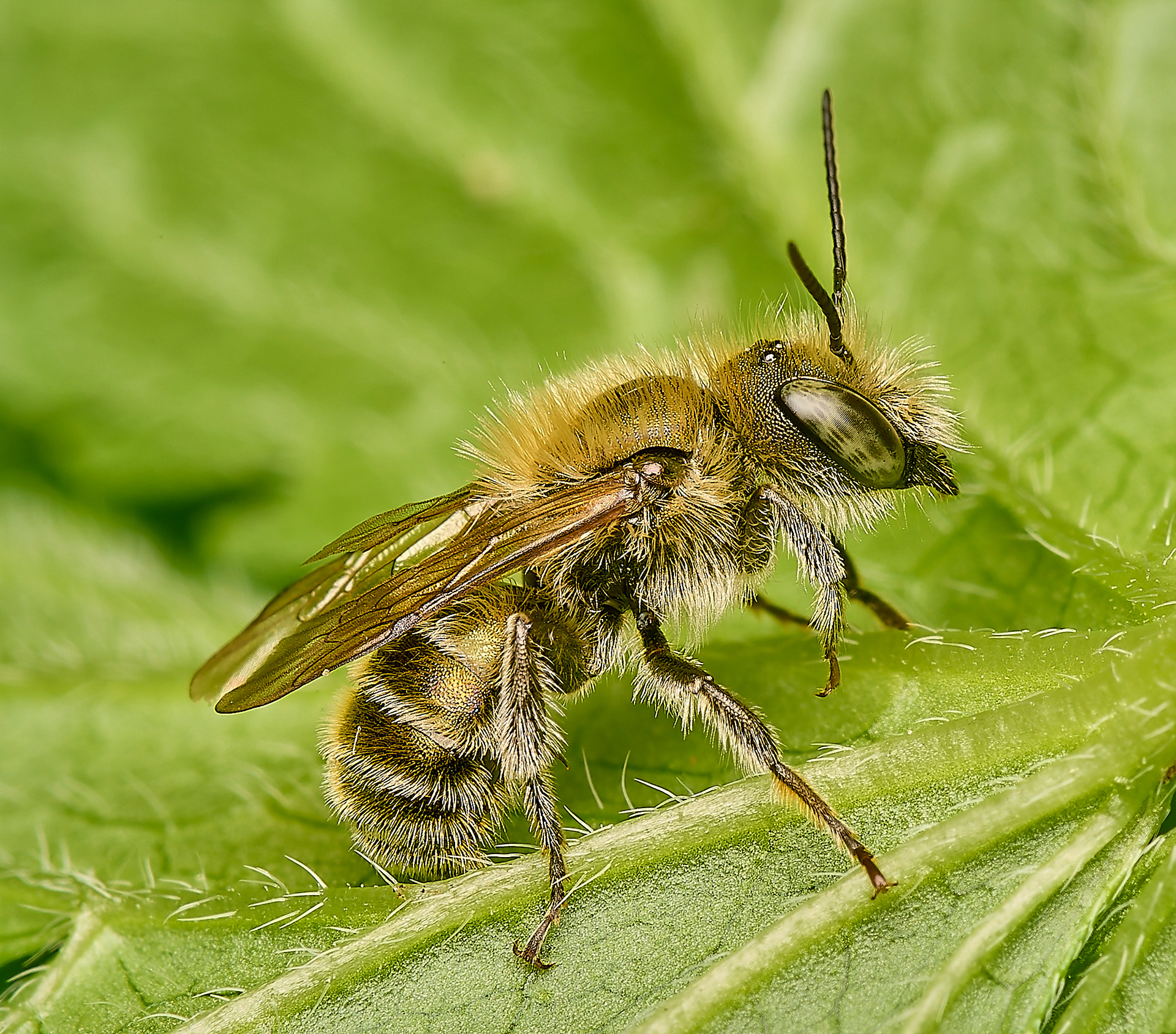 Blue Mason Bee (Osmia caerulescens ♂︎)?