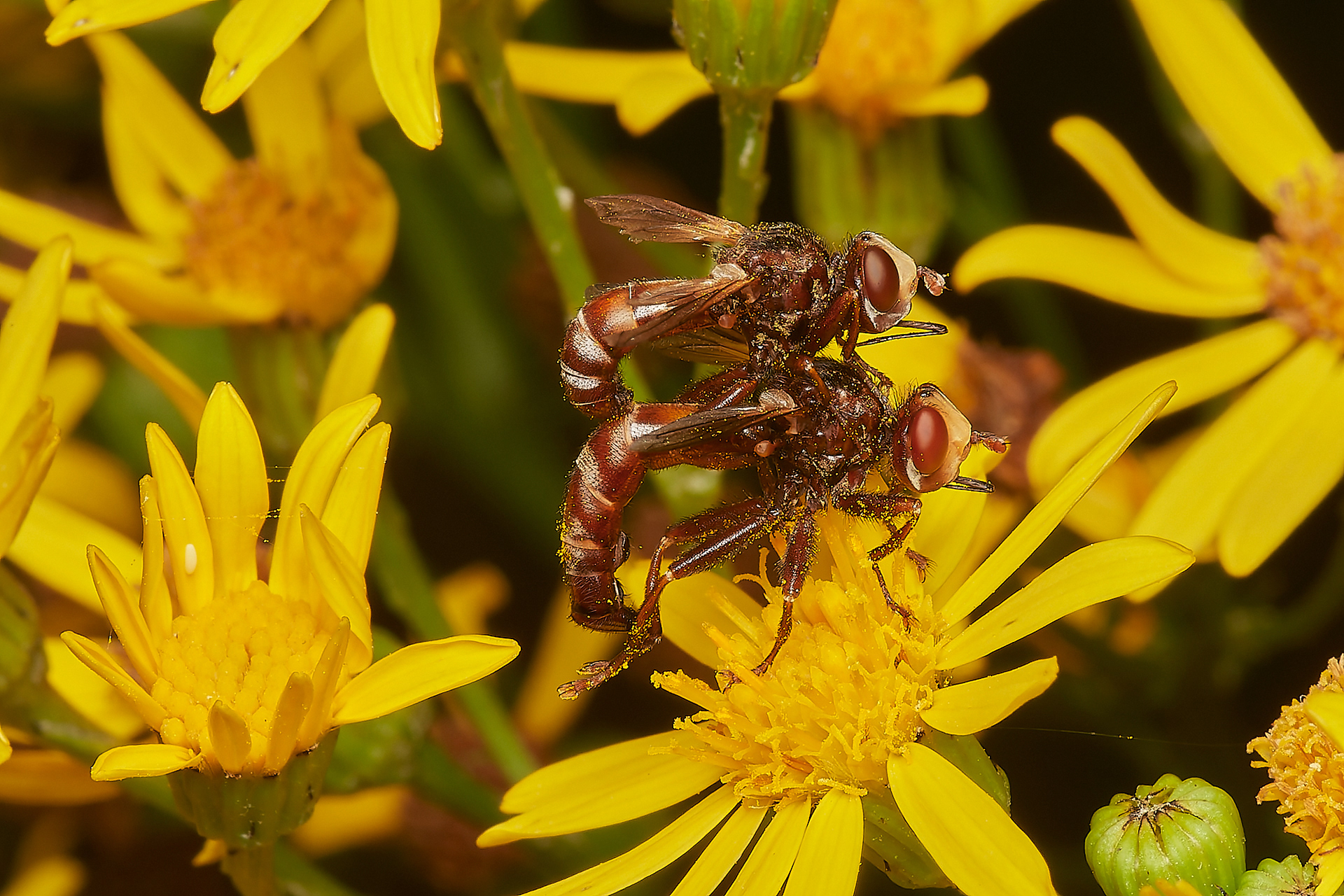 Ferruginous Bee Grabber (Sicus ferrugineus)