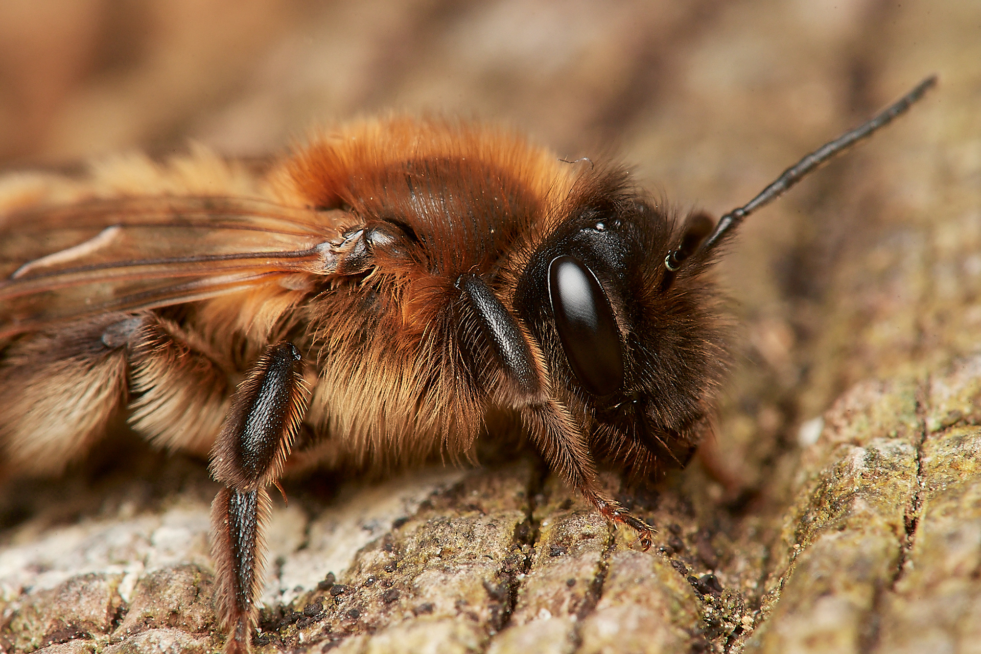 Broad-margined Mining Bee ?(Andrena synadelpha) Hanworth 03/23