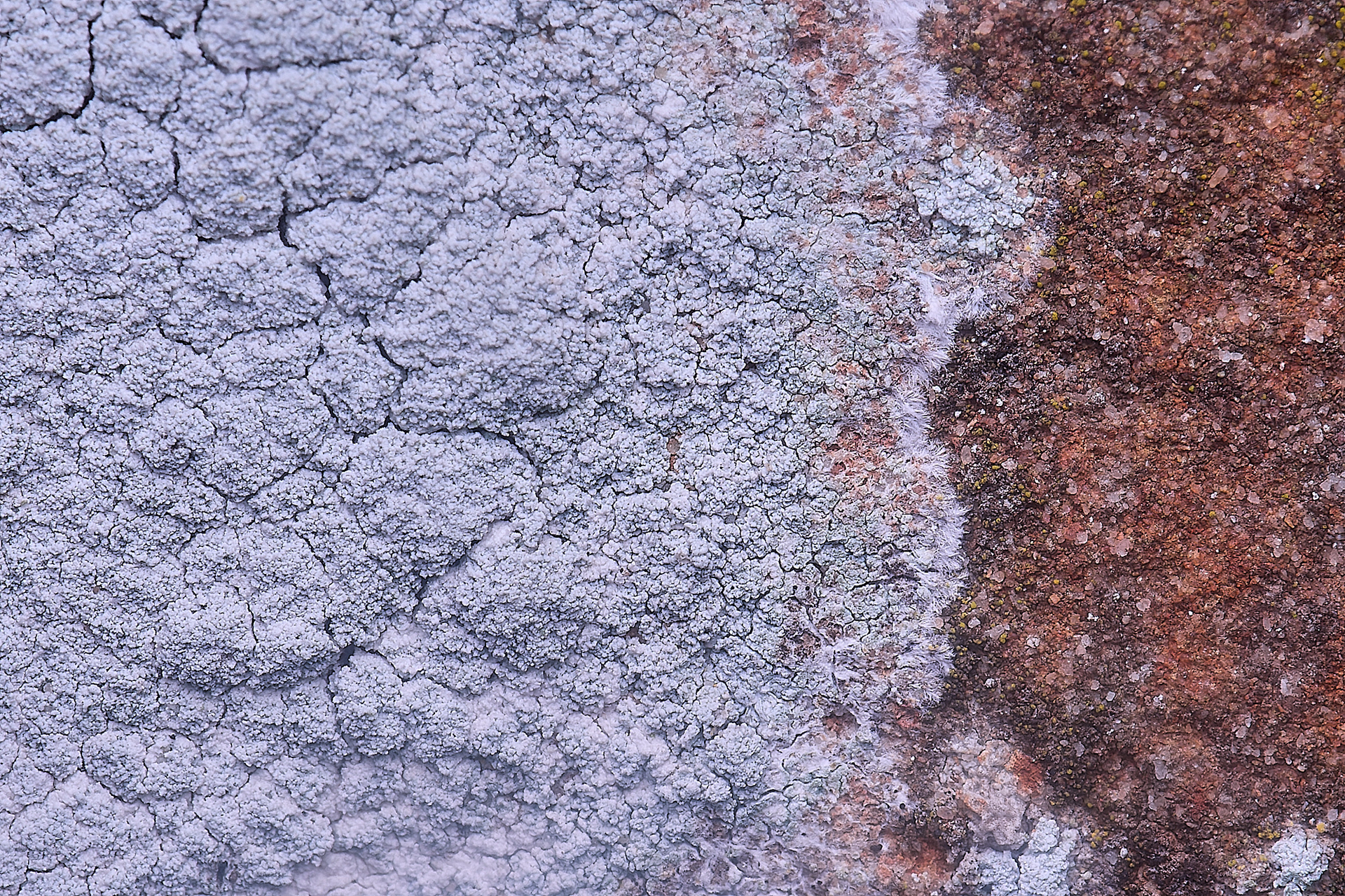 Haematomma ochroleucum var prophyrium
