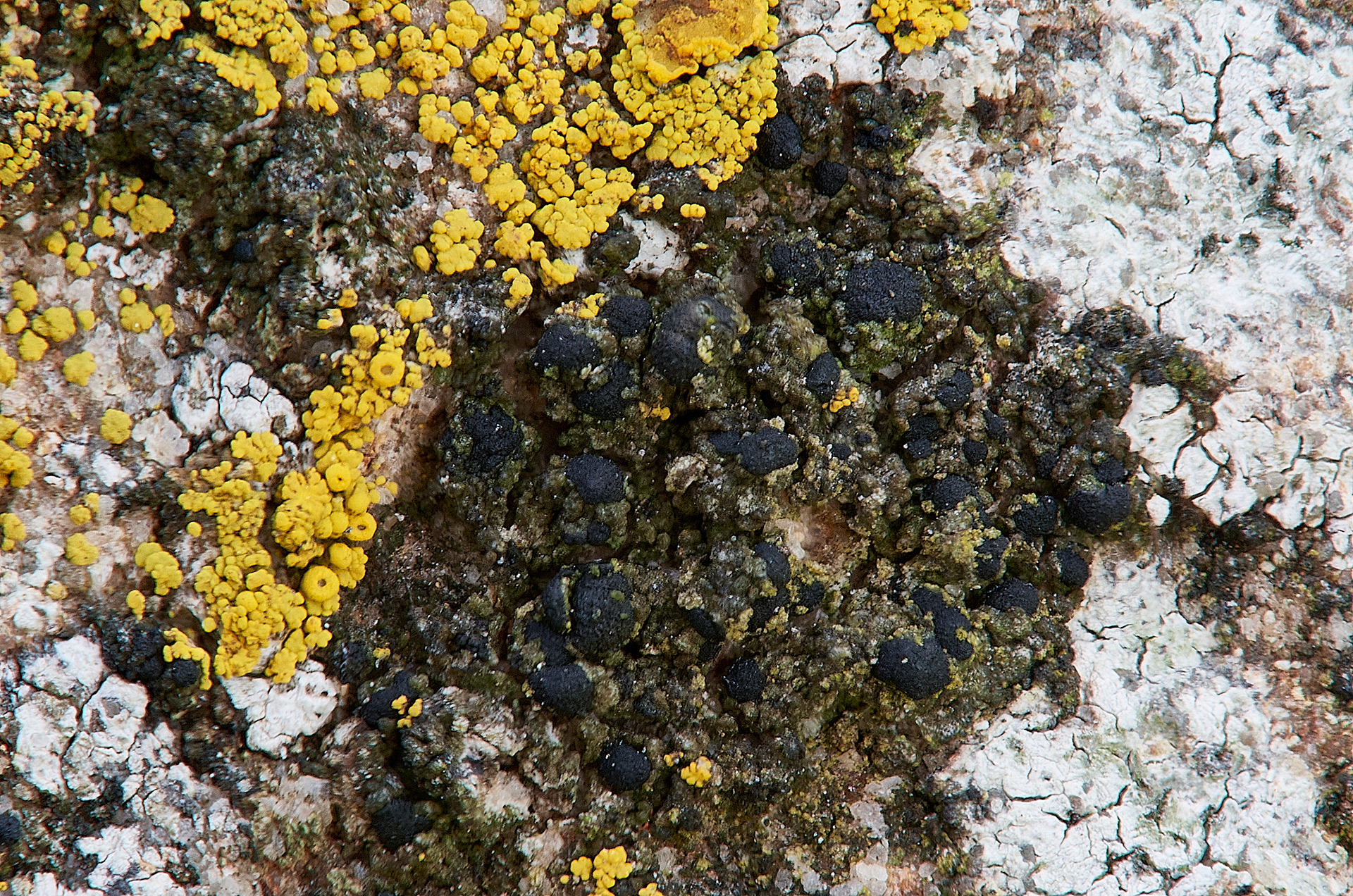 Lichen Sp Cley Church