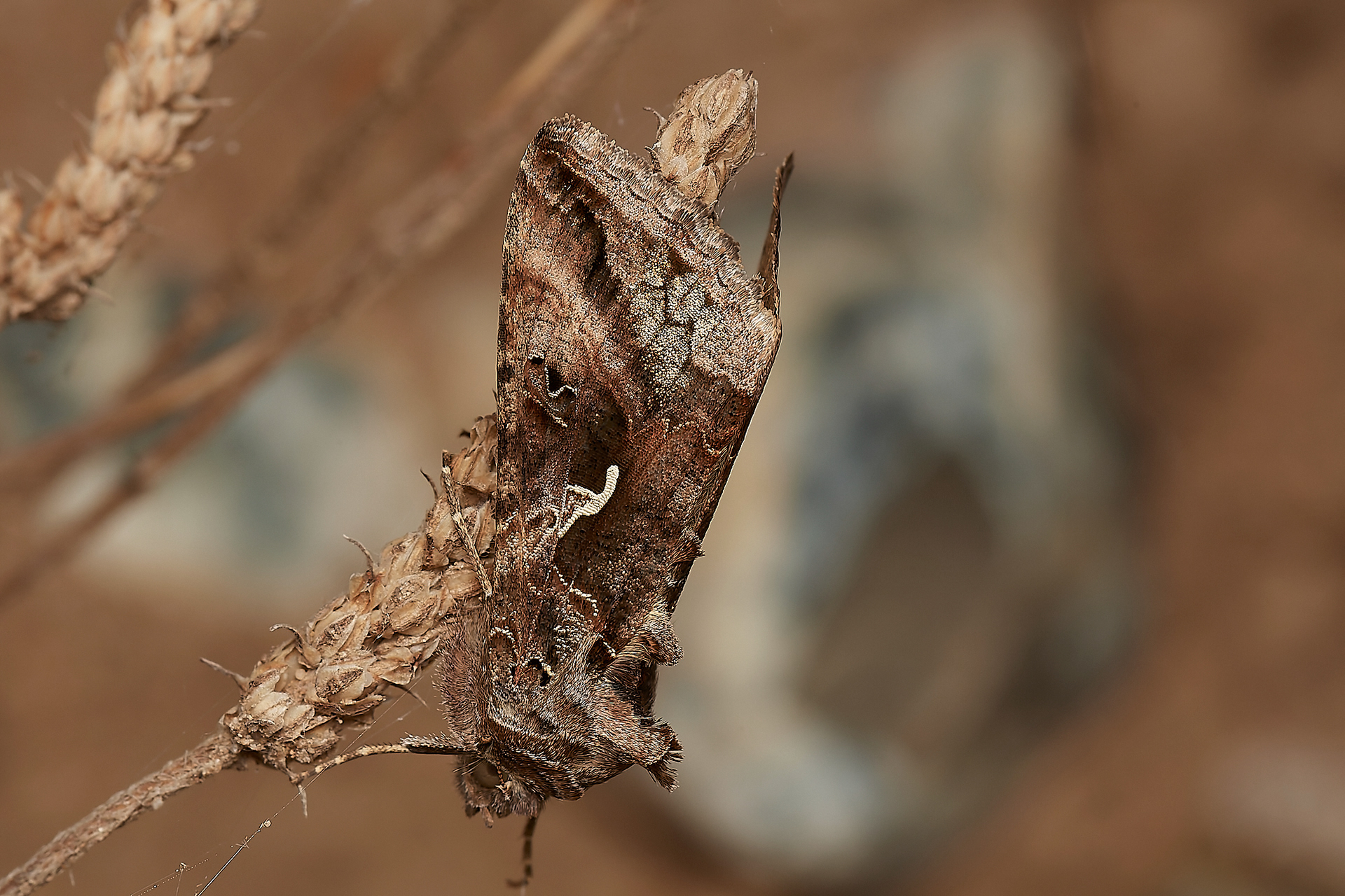 Silver Y (Autogrpaha gamma) Gramborough Hill