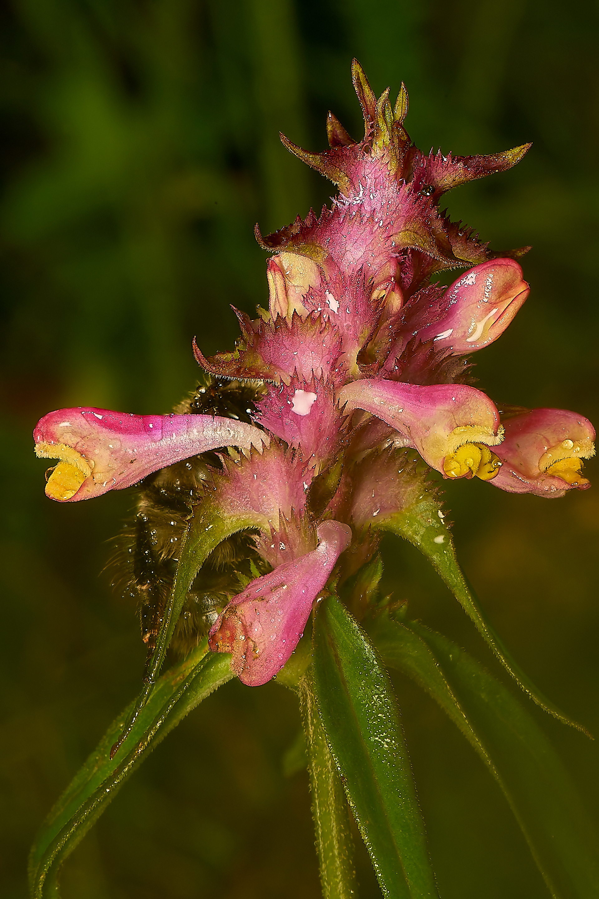 Crested Cow-wheat (Melampyrum cristatum)