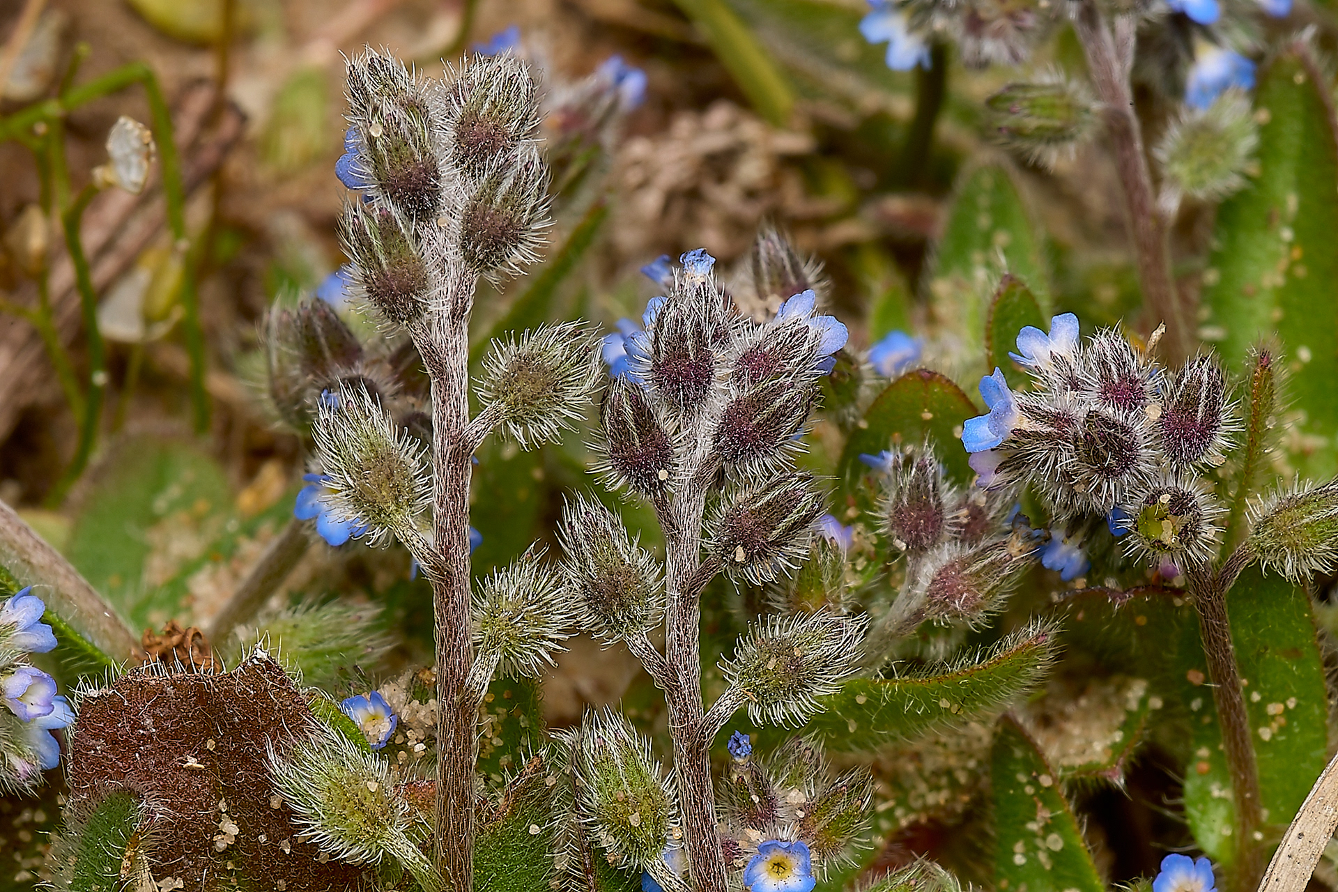 Early Forget-me-not (Myosotis ramosissima)