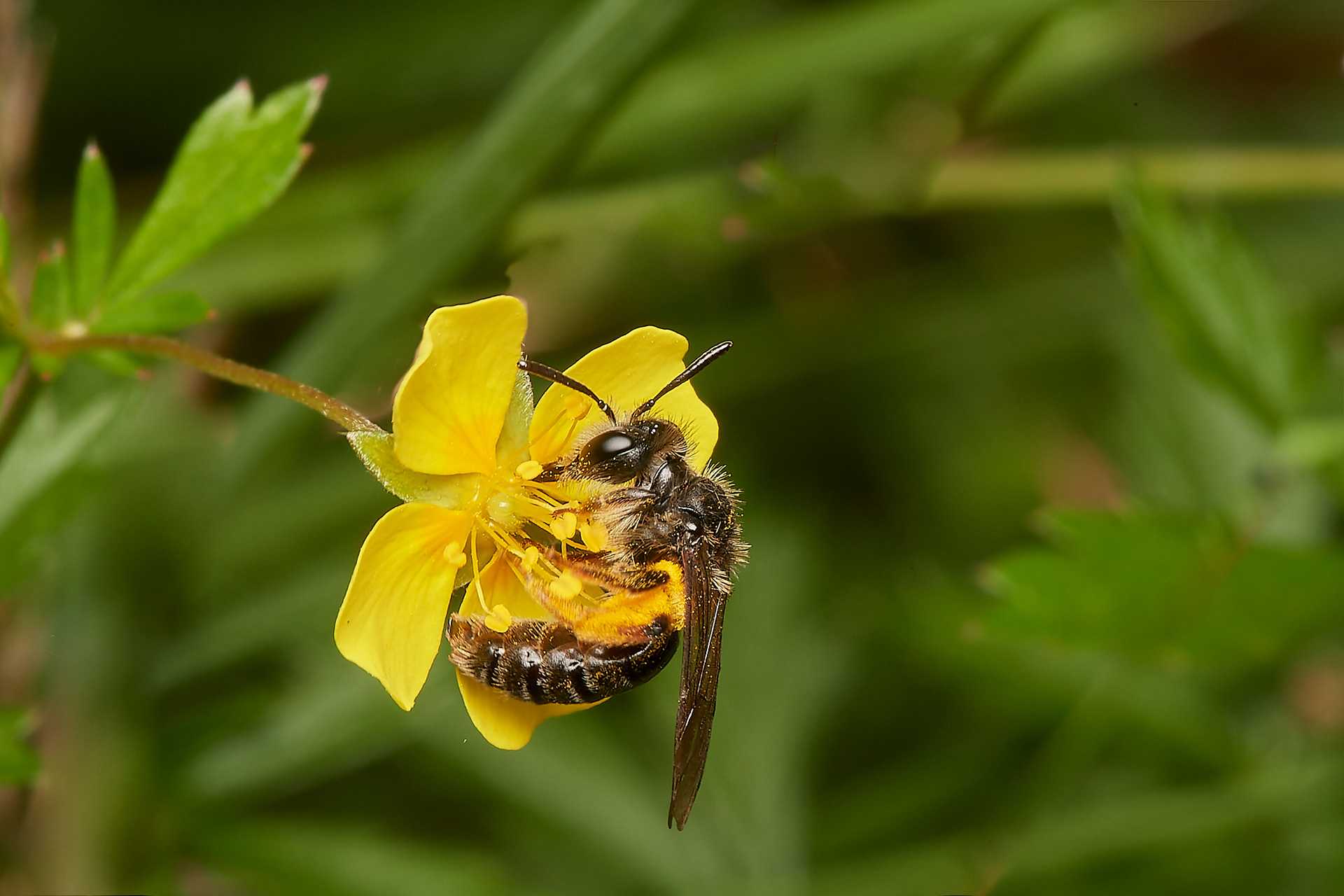 Tormentil Mining bee (Andrena tarsatta)
