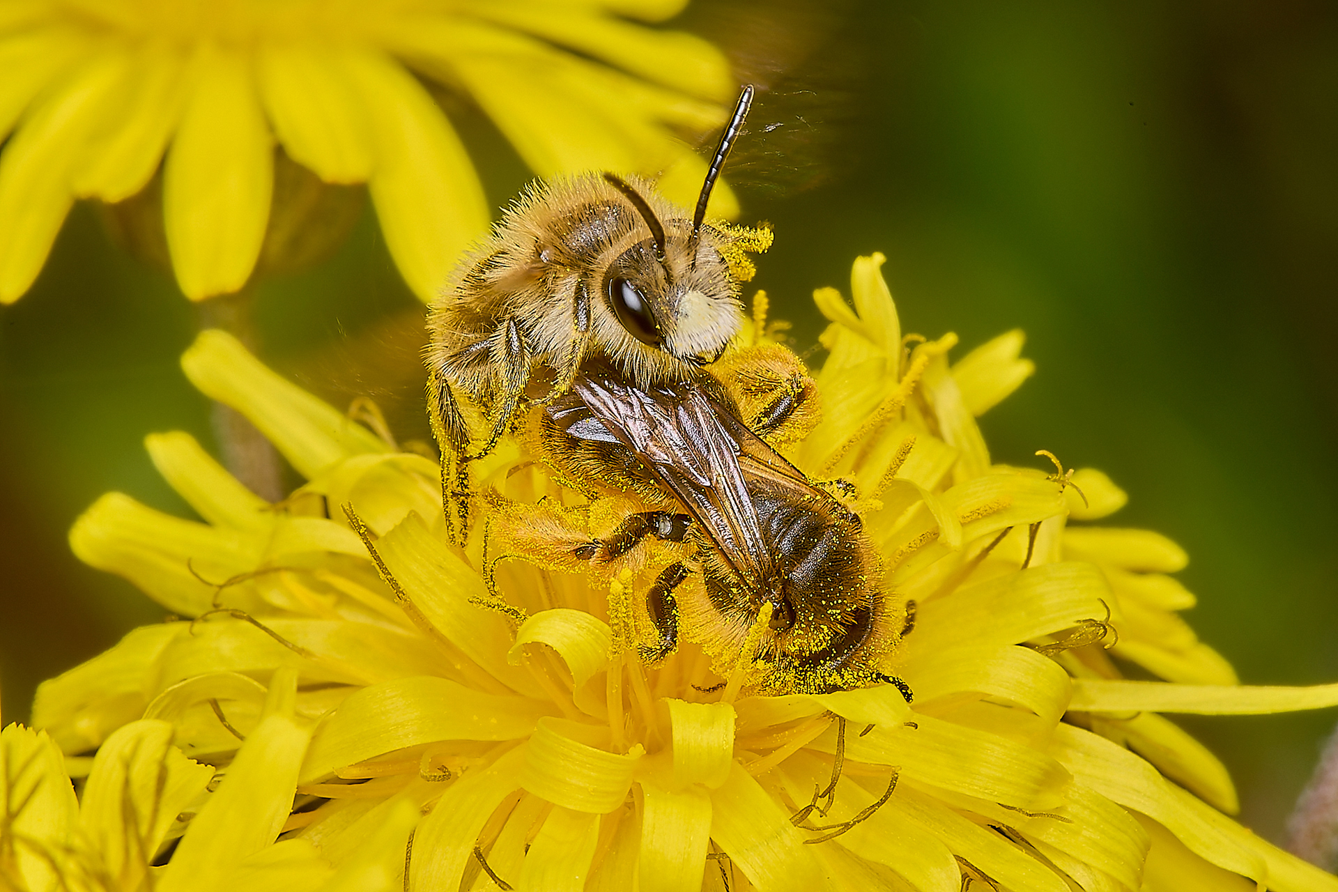 Catsear Mining Bee (Andrena humilis)♀︎&♂︎