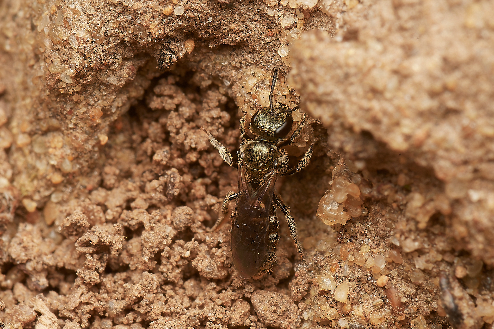 Brassy Mining Bee Sp? (Lasioglossum Sp) Hanworth