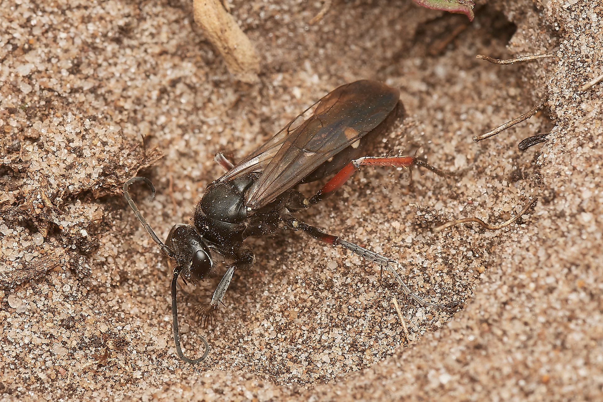 Red-legged Spider Wasp (Epysiron rufipes) Little Eye, Salthouse