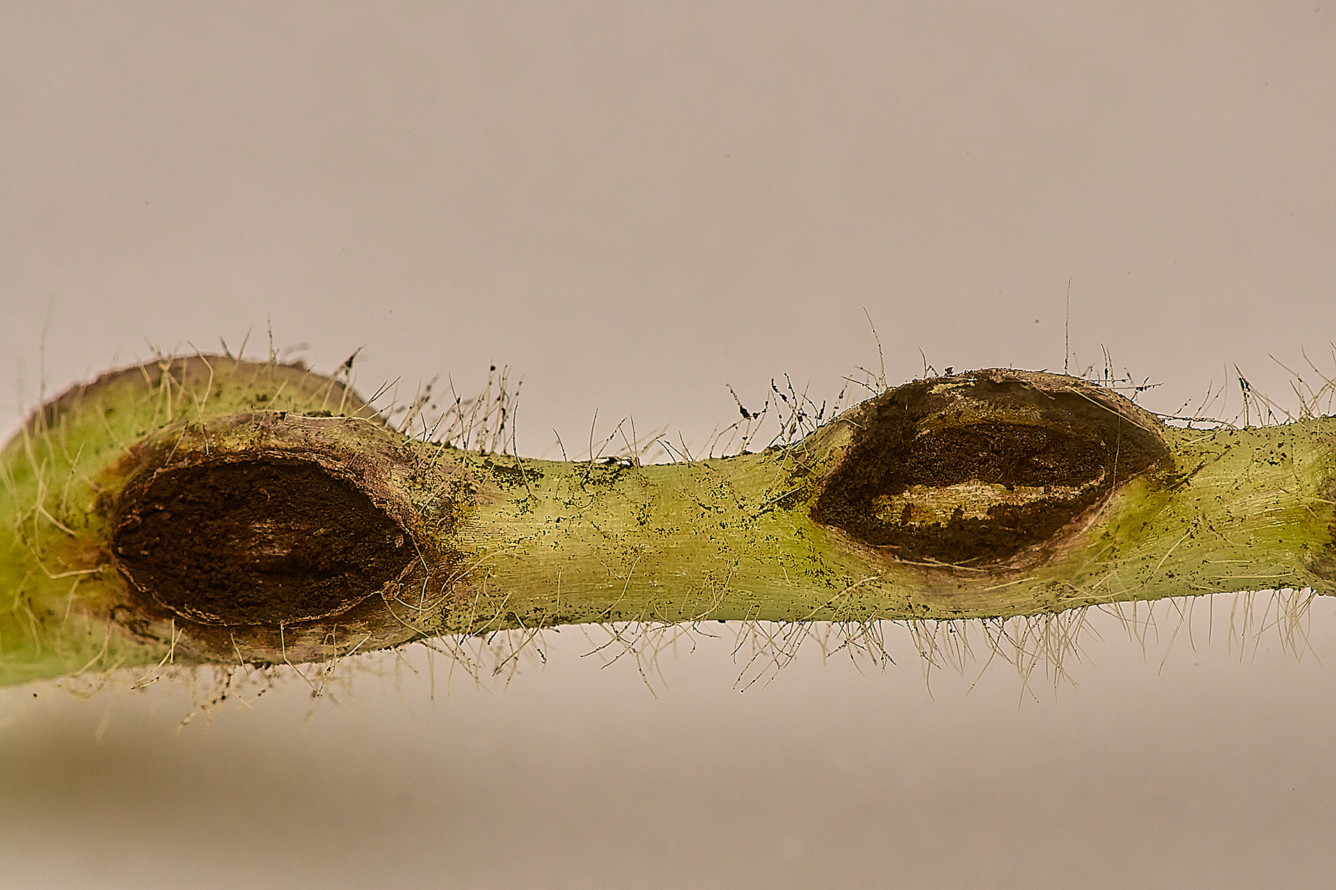 Rust on Creeping Buttercup (Urocystis ranunculi)