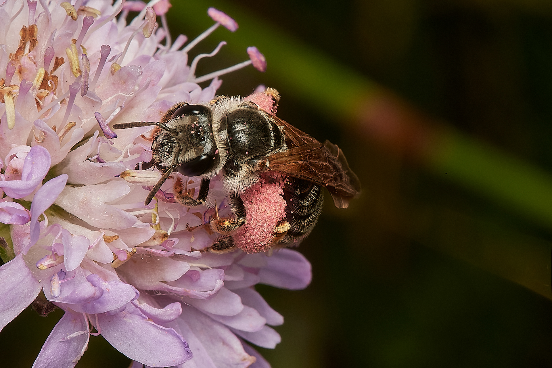 Large Scabious Mining ♀︎ (Andrena hattorfiana) Metton