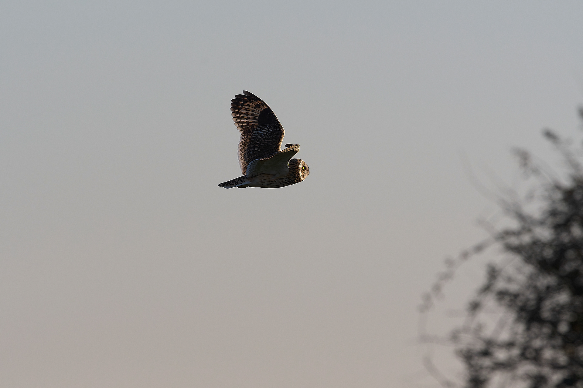 Short-eared Owl