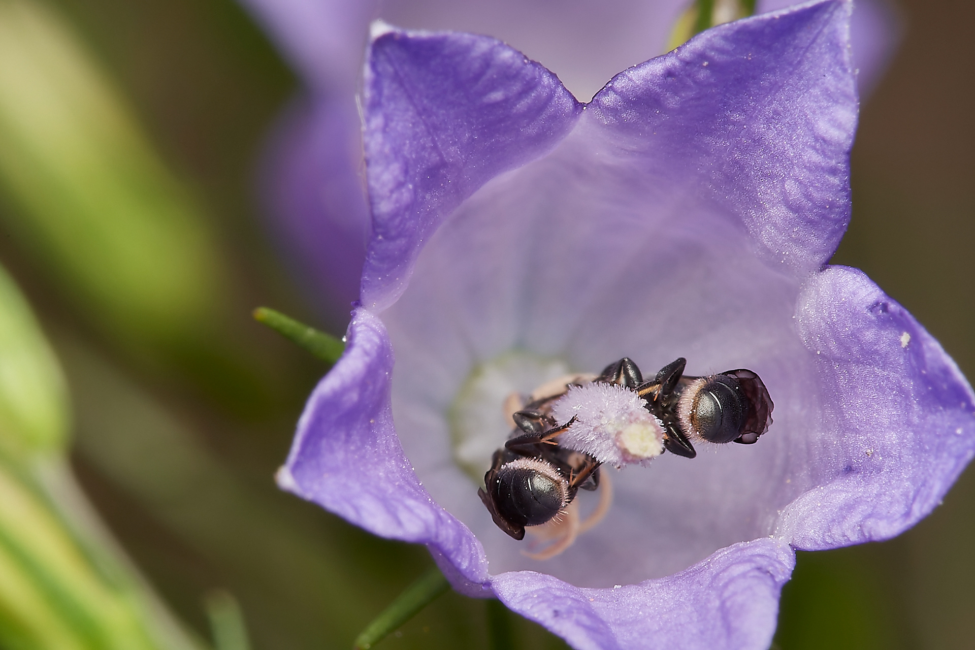 Small Scissor Bee ♀︎s(Chelostoma campanularum) Hanworth