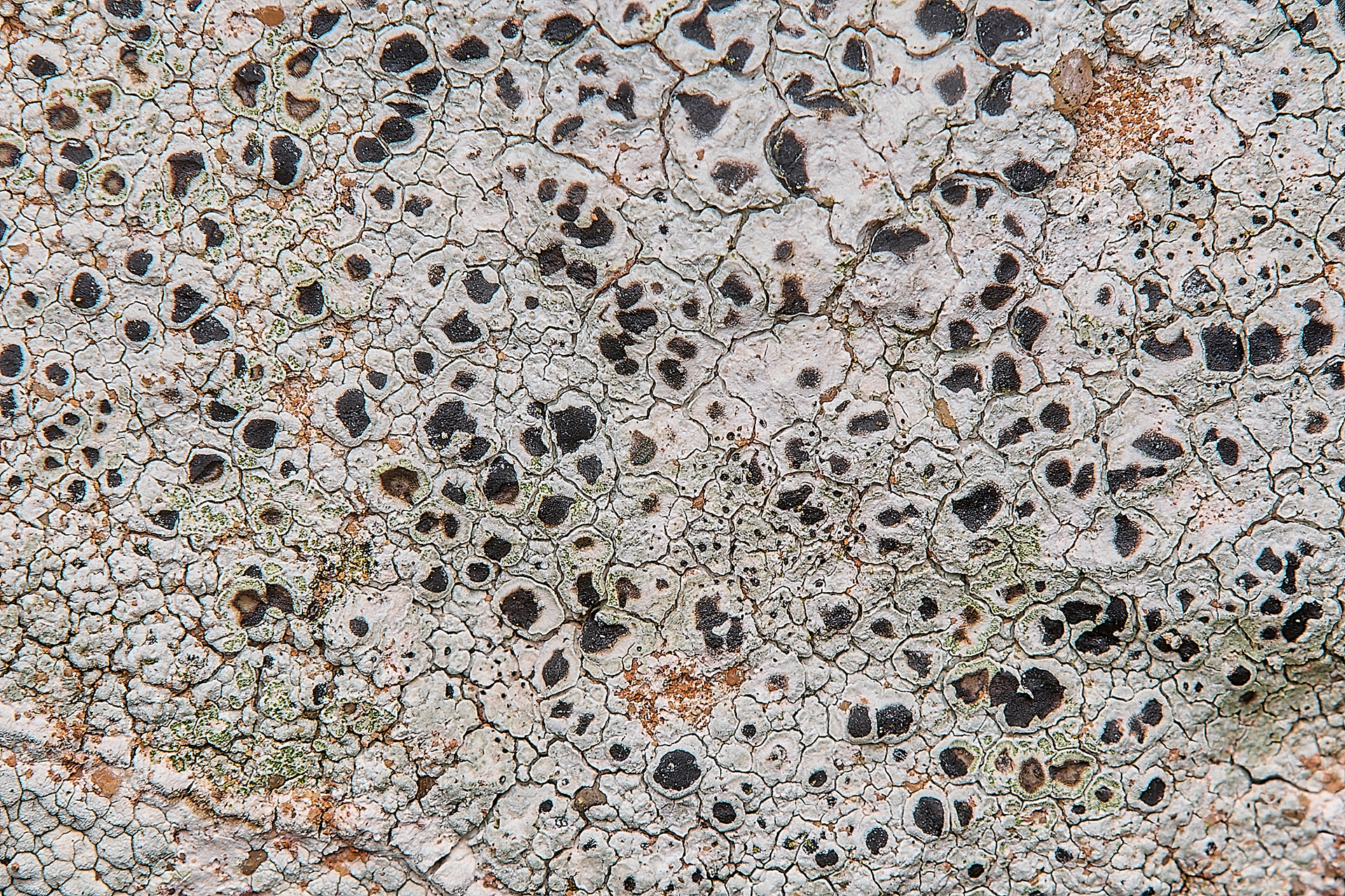 Circinaria calcarea