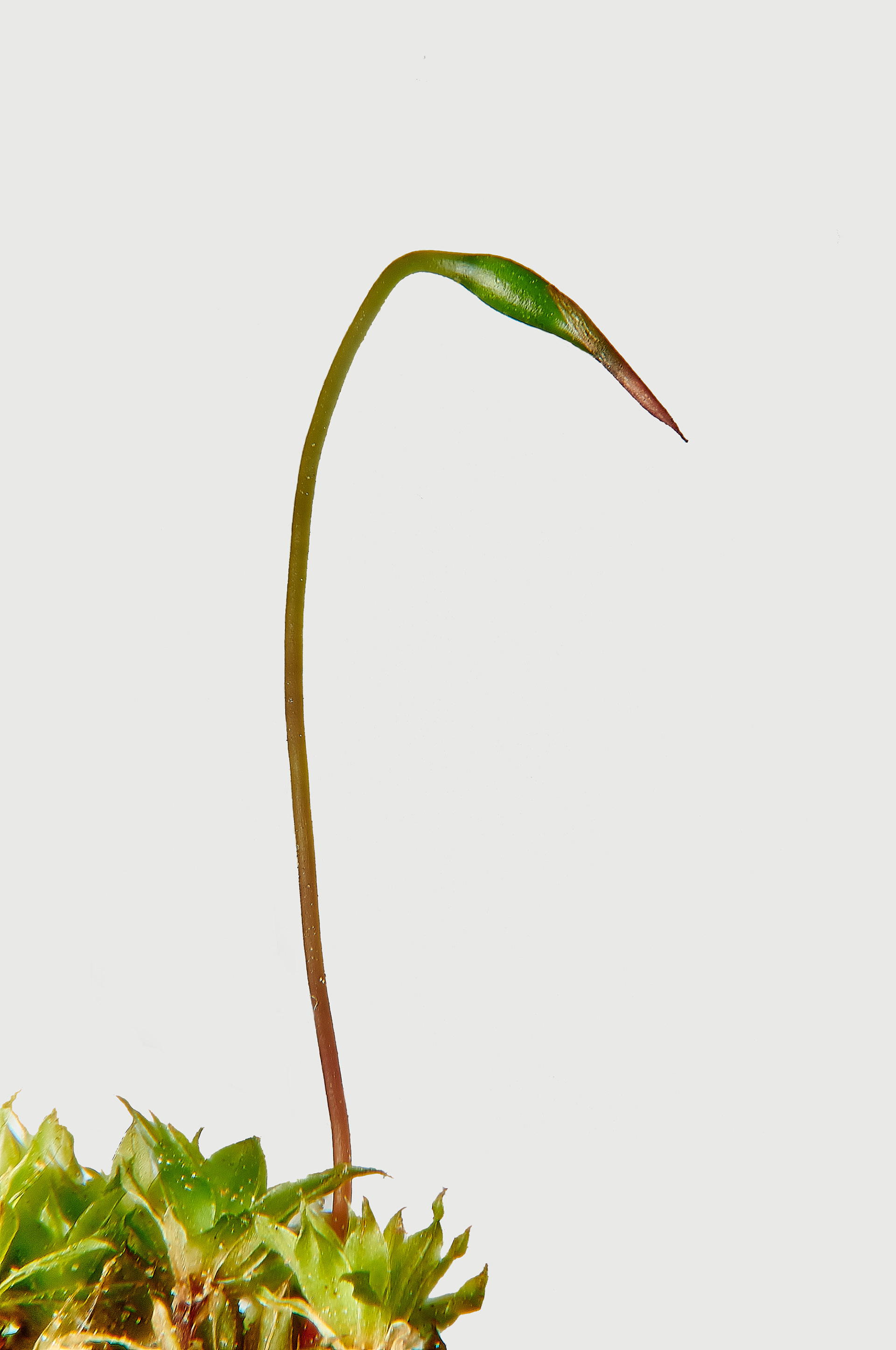 Awl-leaved Screw-moss (Tortula subulata) Felmingham