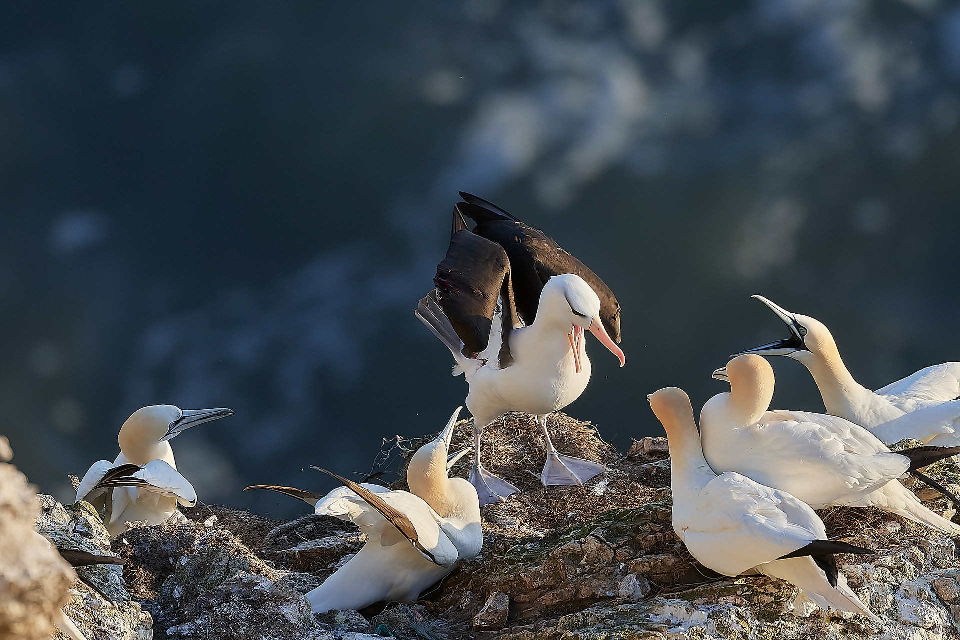 Black-browed Albatross (Thalassarche melanophris)